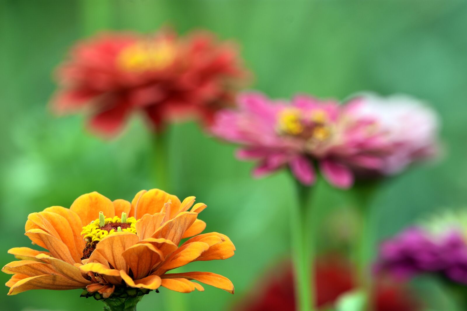 Nikon D3400 sample photo. Flowers, colorful, garden photography