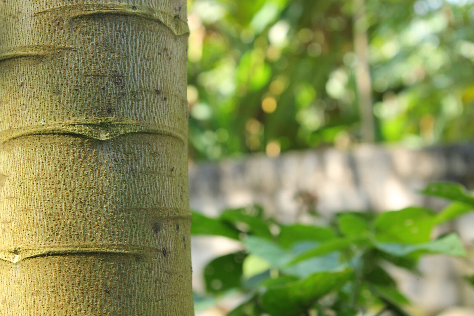 Canon EOS 1100D (EOS Rebel T3 / EOS Kiss X50) sample photo. Wallpaper photography