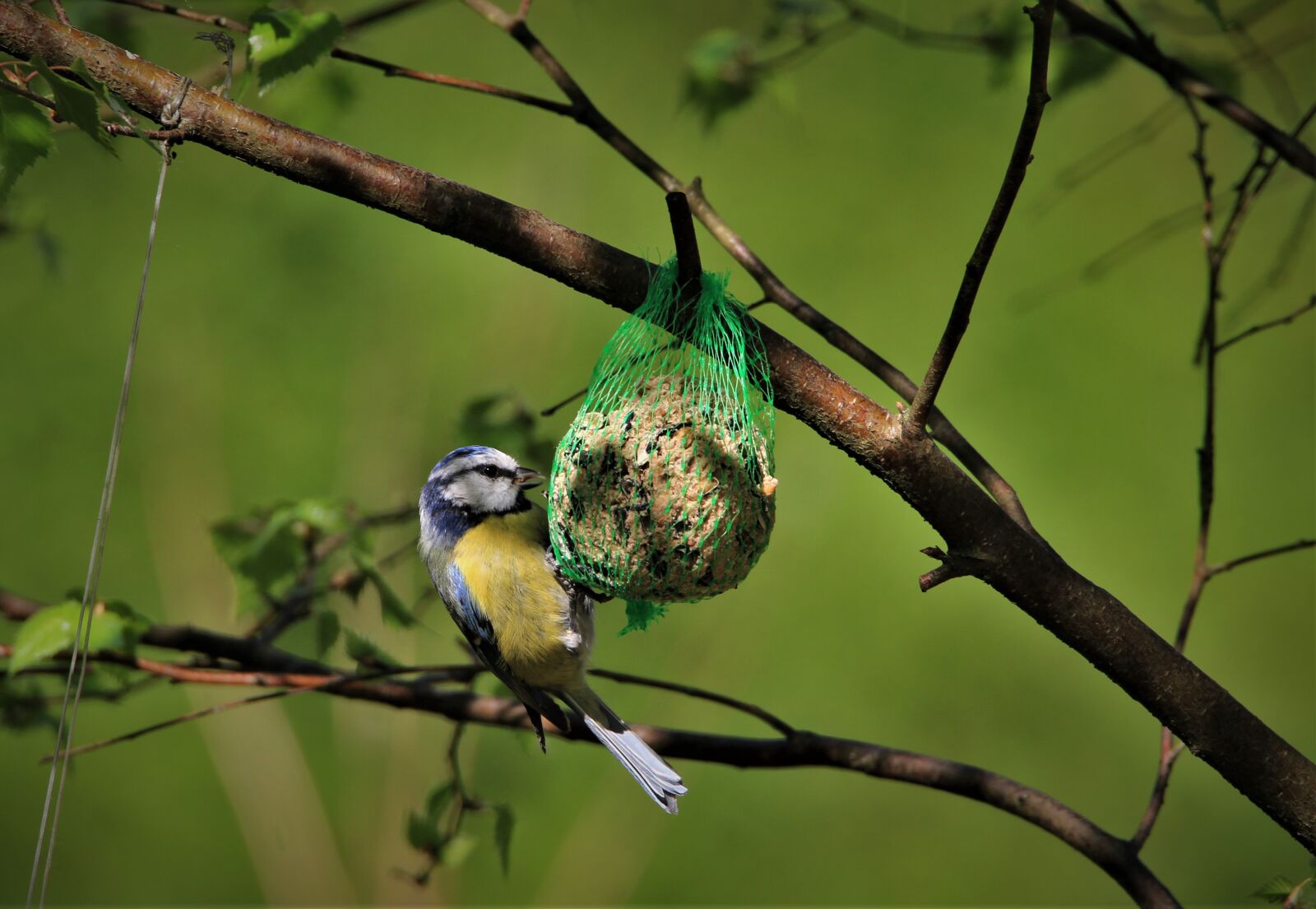 Tamron SP 150-600mm F5-6.3 Di VC USD sample photo. Blue tit, tit, songbird photography
