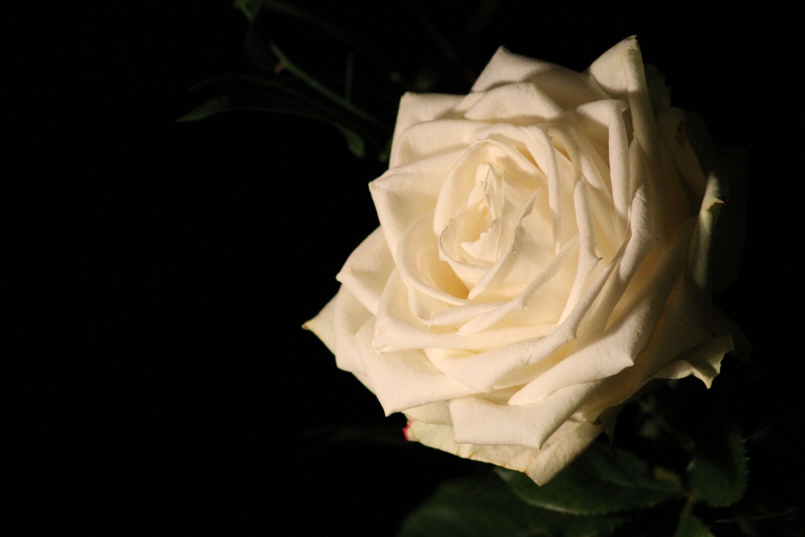 Canon EOS 1100D (EOS Rebel T3 / EOS Kiss X50) sample photo. White rose, romantic, blossom photography