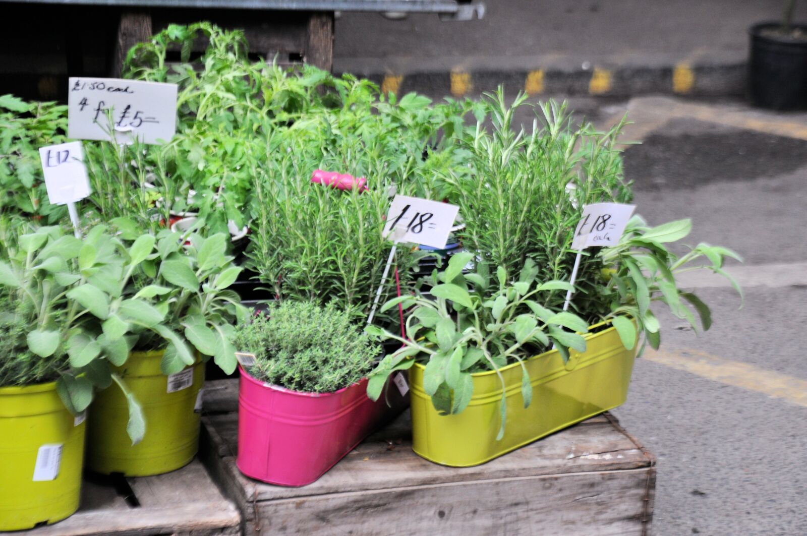 Nikon D90 sample photo. Herbs photography