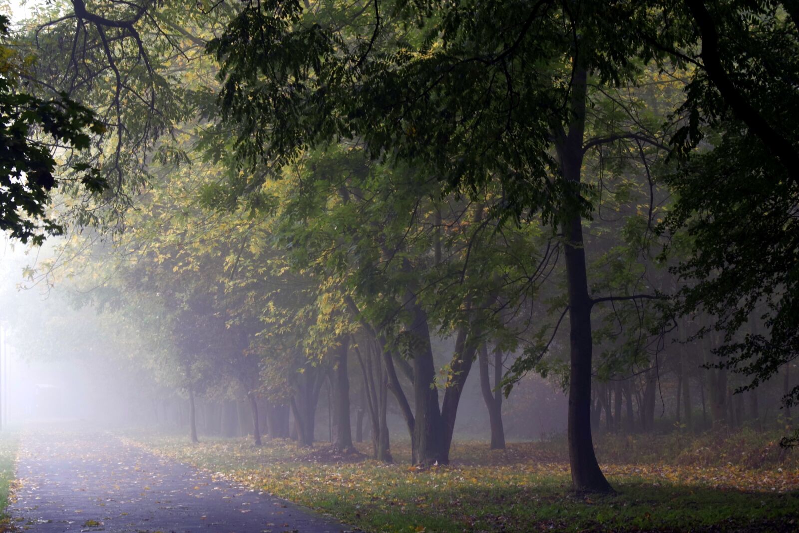 Pentax K-S2 sample photo. The fog, forest, tree photography