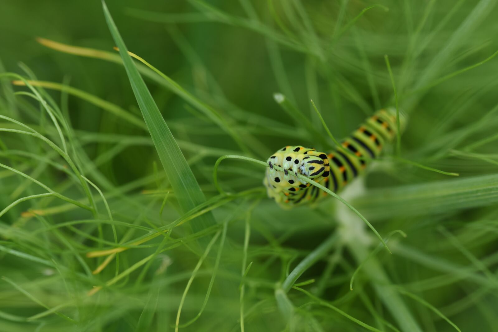 Nikon D810 sample photo. Caterpillar, dovetail, insect photography