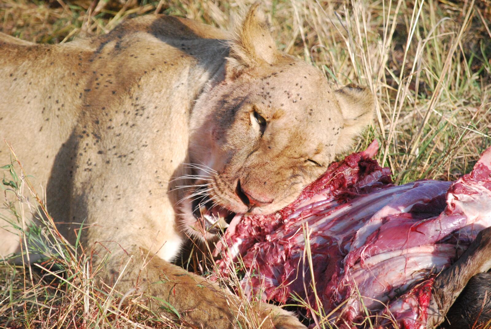Nikon D60 sample photo. Lioness, hunting, meat photography