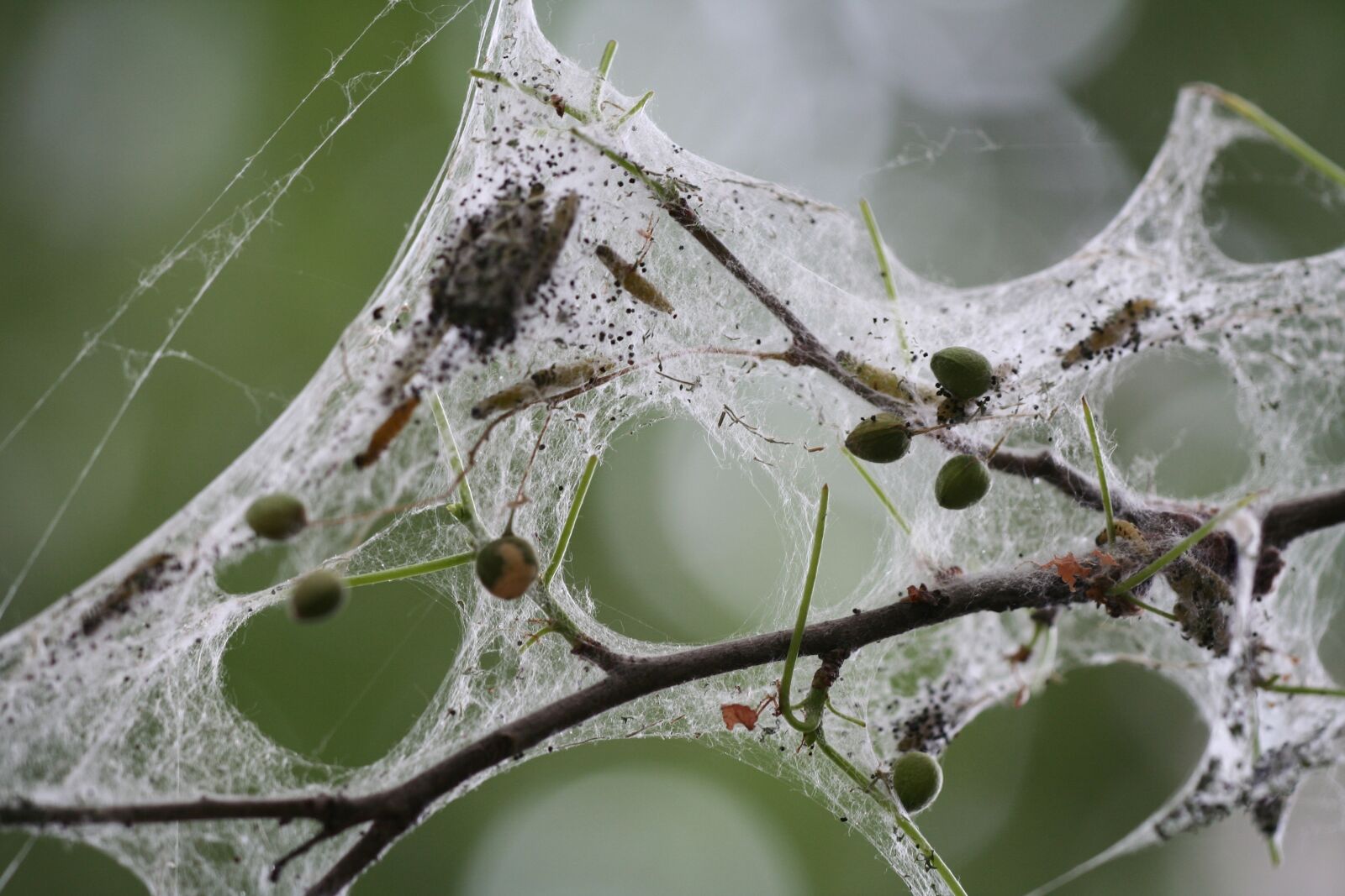 Canon EOS 350D (EOS Digital Rebel XT / EOS Kiss Digital N) sample photo. Spider, network, web photography