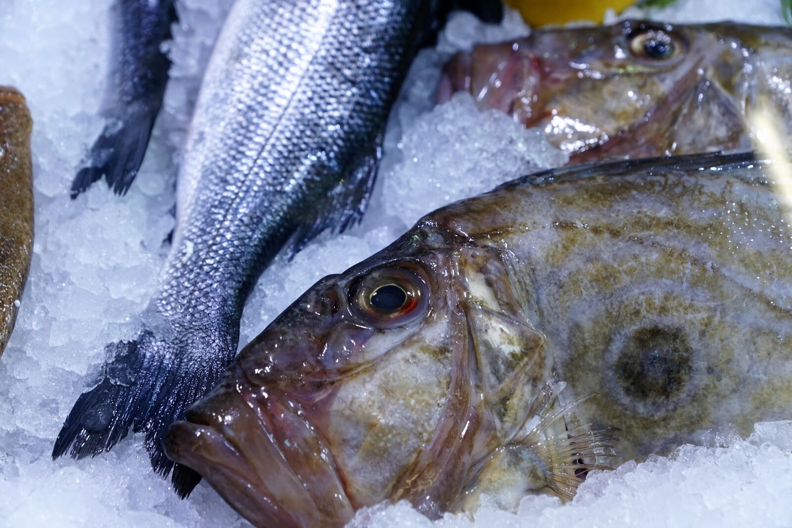Sony ILCA-77M2 + Sony DT 16-50mm F2.8 SSM sample photo. Fish, dori, dorado photography
