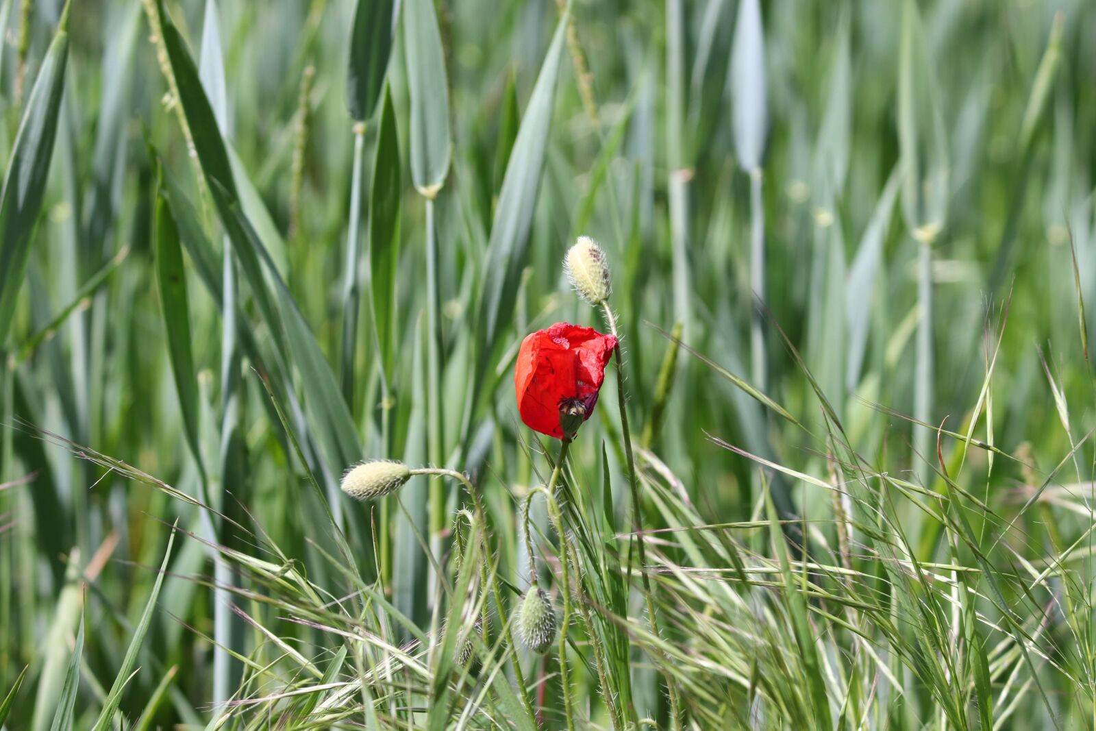 Canon EOS 200D (EOS Rebel SL2 / EOS Kiss X9) sample photo. Poppy, poppy flower, klatschmohn photography