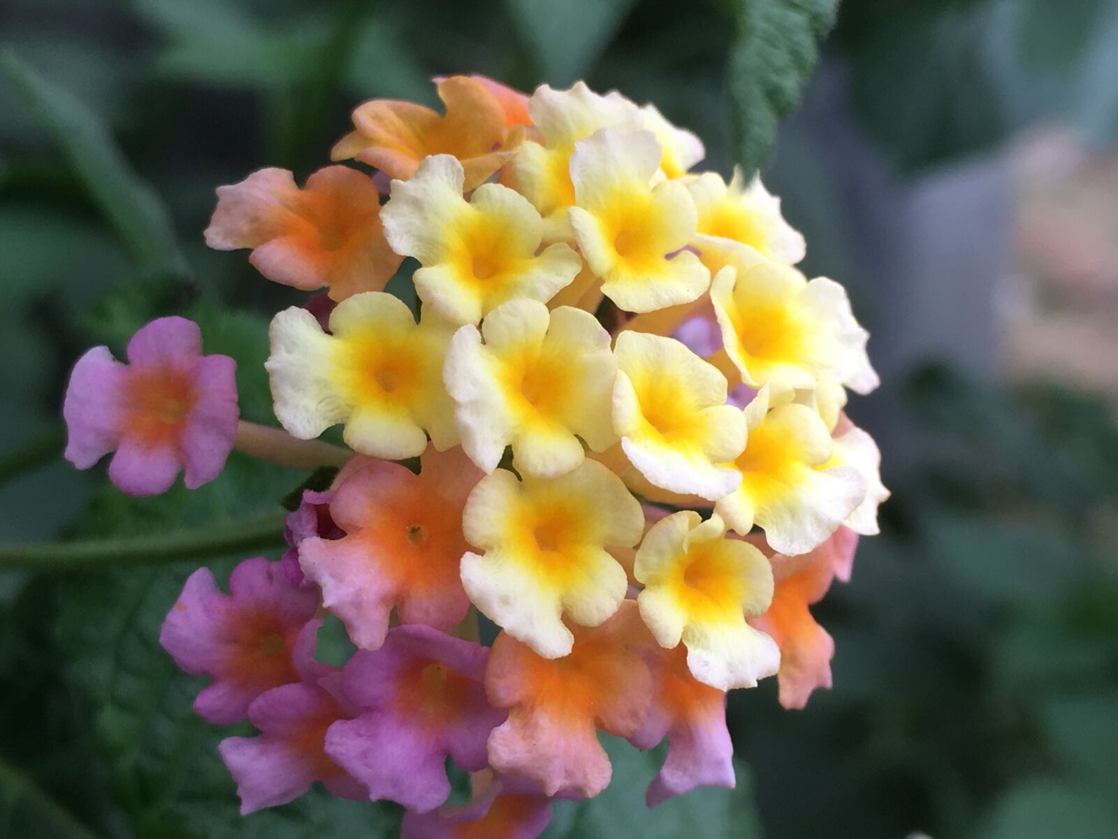 iPhone SE back camera 4.15mm f/2.2 sample photo. Lantana camara, tickberry, big-sage photography