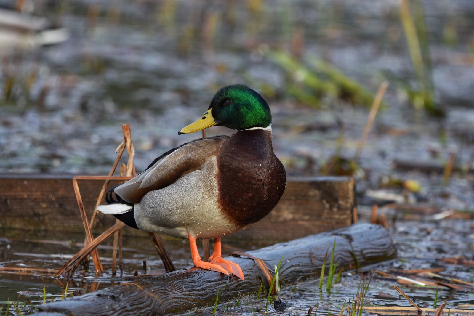 Nikon D7200 sample photo. Animal, pond, water photography