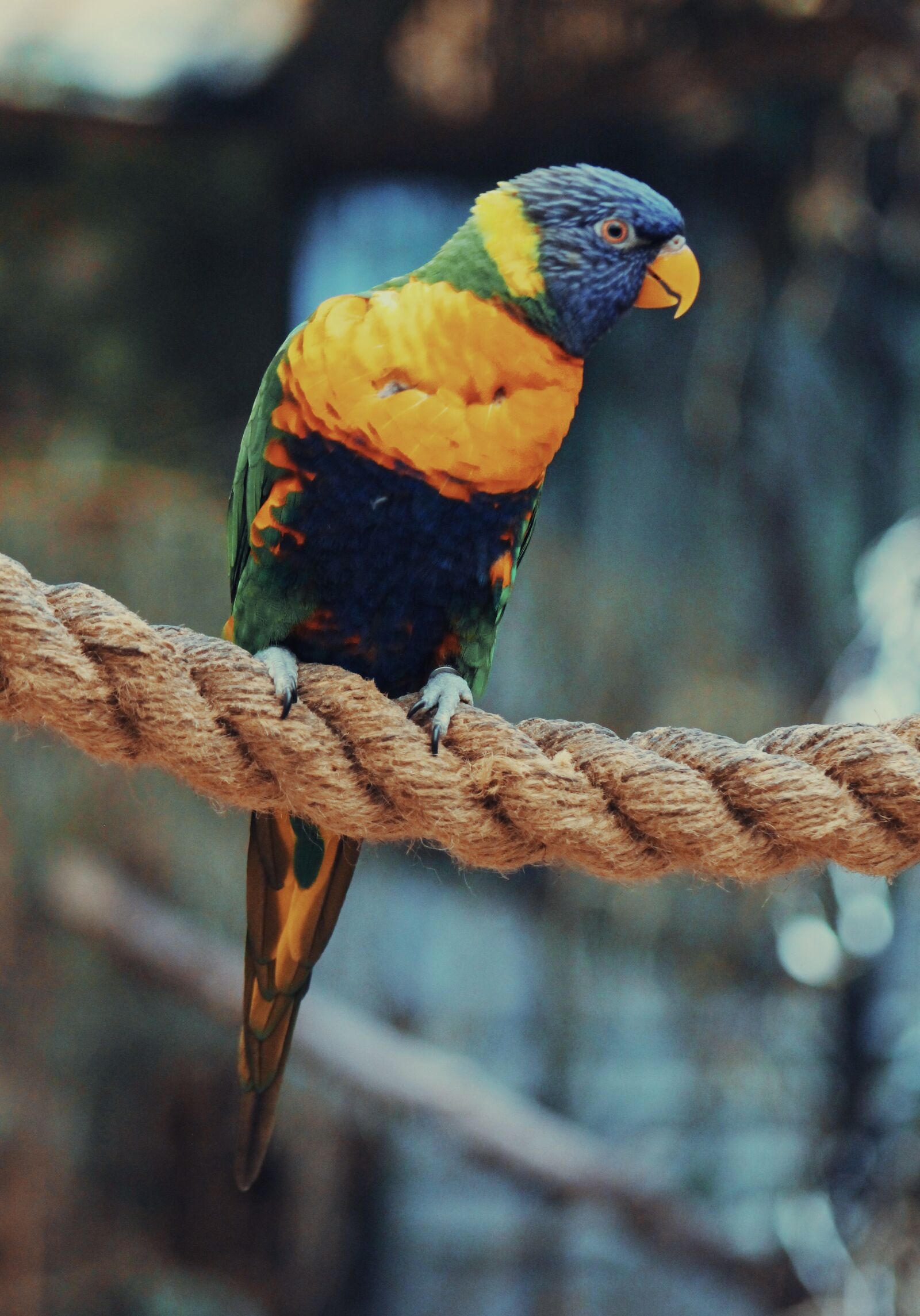 Canon EOS 1100D (EOS Rebel T3 / EOS Kiss X50) + Canon EF75-300mm f/4-5.6 sample photo. Lorikeet, parrot, perched photography