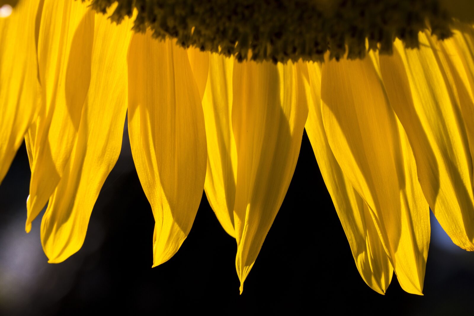 Canon EOS 800D (EOS Rebel T7i / EOS Kiss X9i) sample photo. Sunflower, yellow, flowers photography
