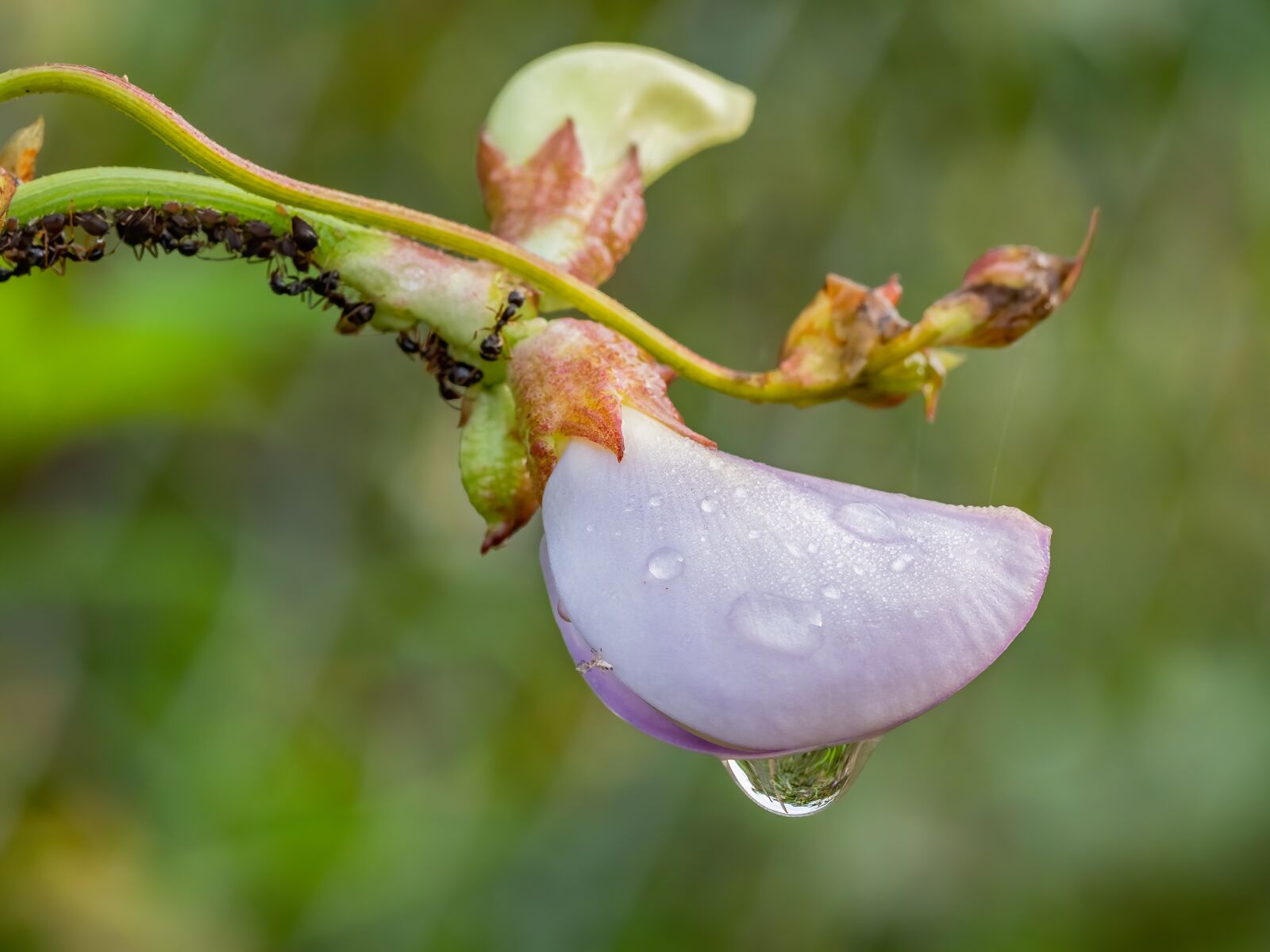 Olympus OM-D E-M1 Mark II sample photo. Flower, violet, dew drops photography