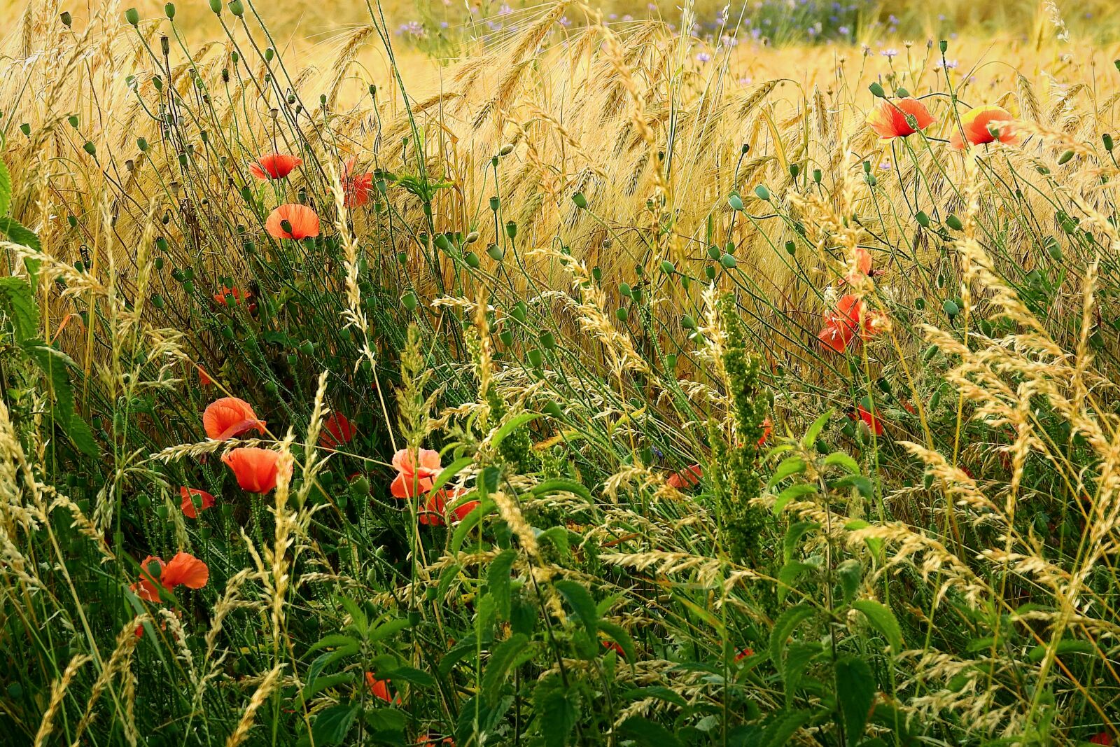 Nikon Coolpix P900 sample photo. Village, field, landscape photography