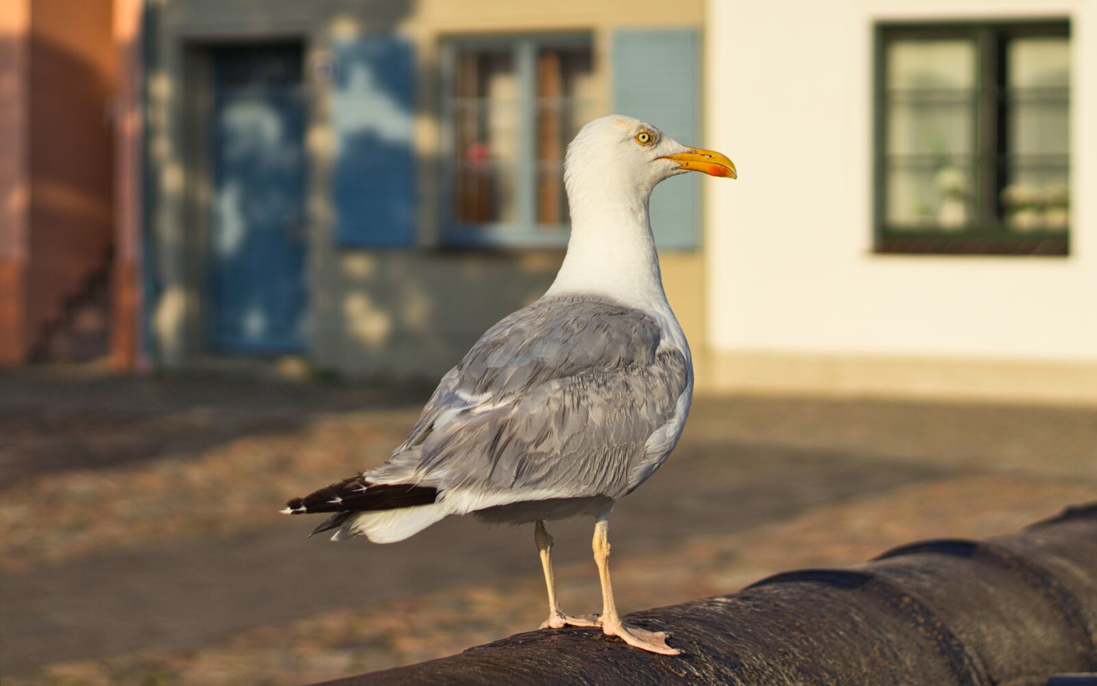 Canon EOS 200D (EOS Rebel SL2 / EOS Kiss X9) + Canon EF 50mm F1.8 STM sample photo. Seagull, seevogel, close up photography