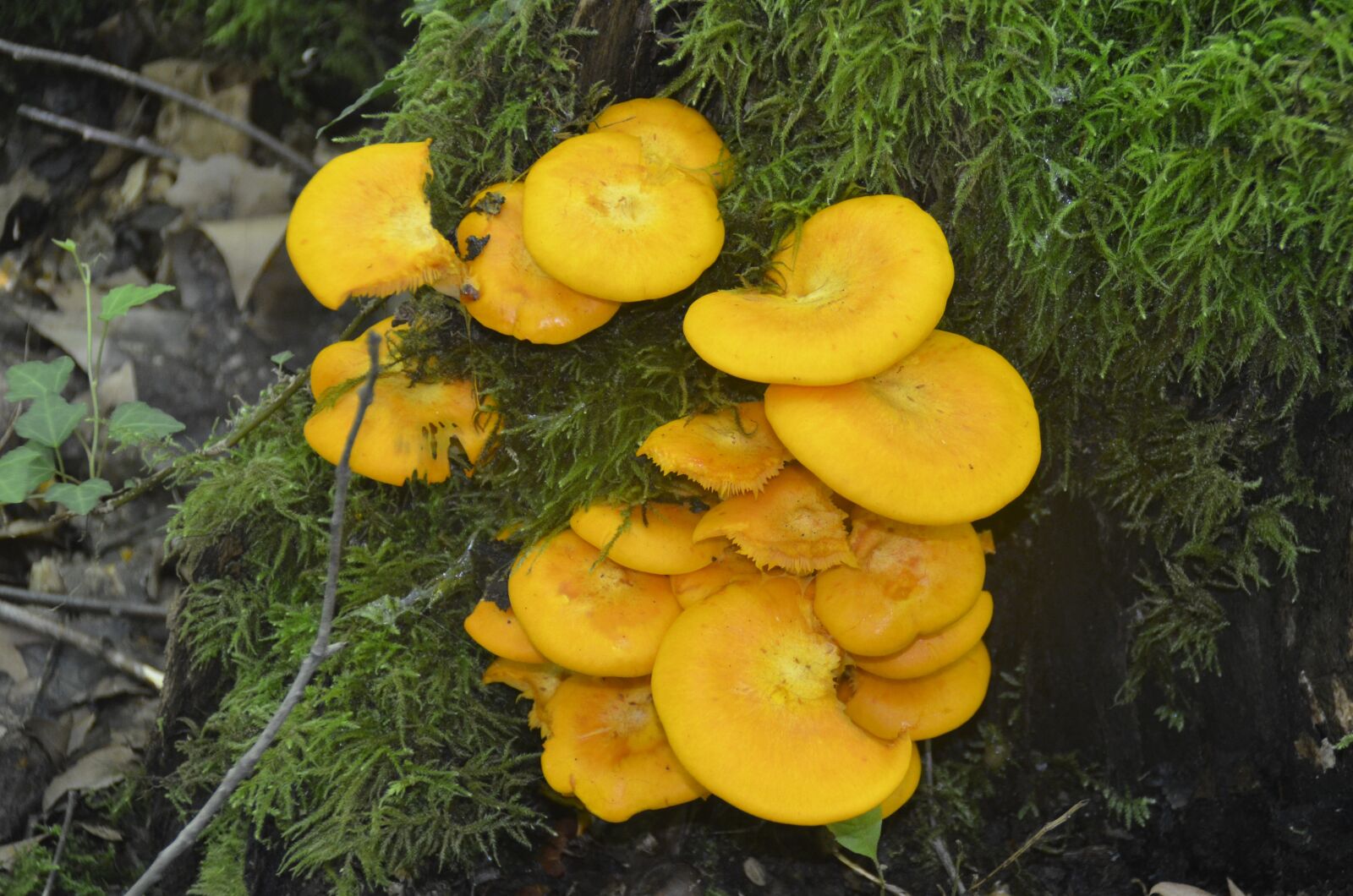 Nikon D5100 sample photo. Mushrooms, navarre, summer photography