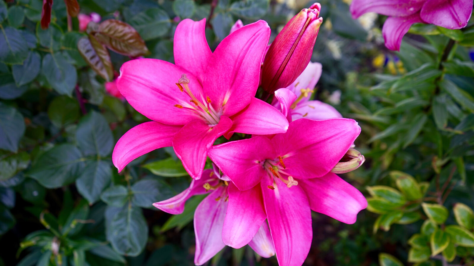Sony a7 sample photo. Bloom, blooming, blossom, blur photography