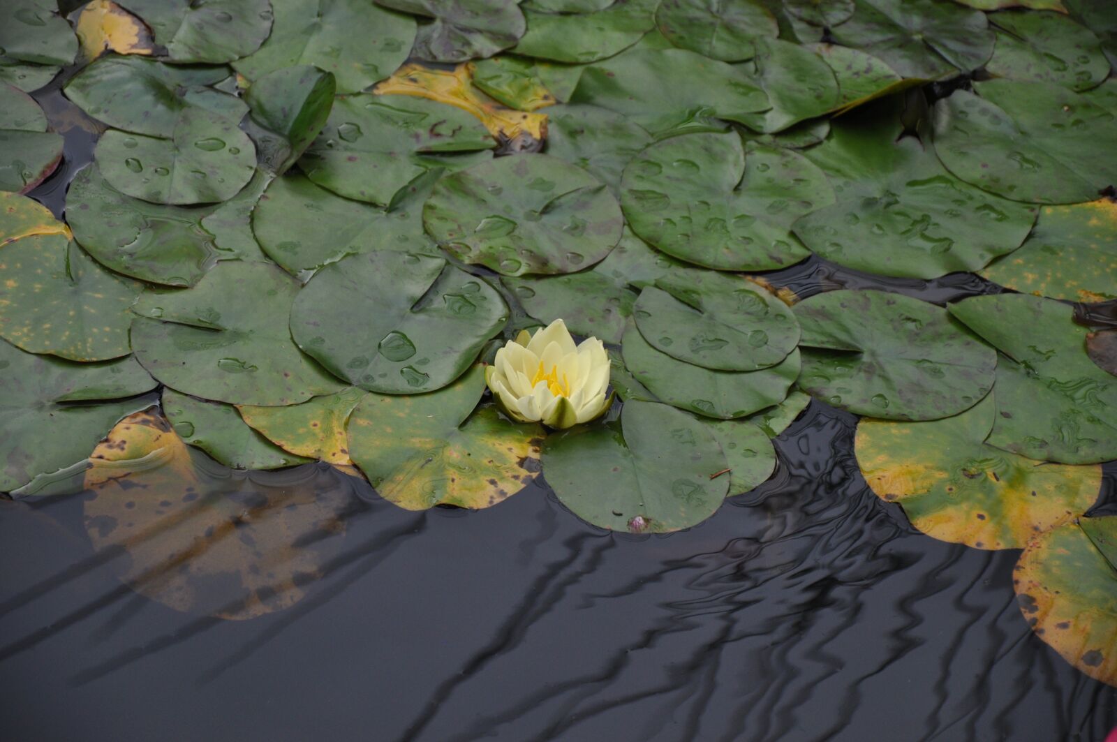 Nikon D5000 sample photo. Lotus, lake, nature photography