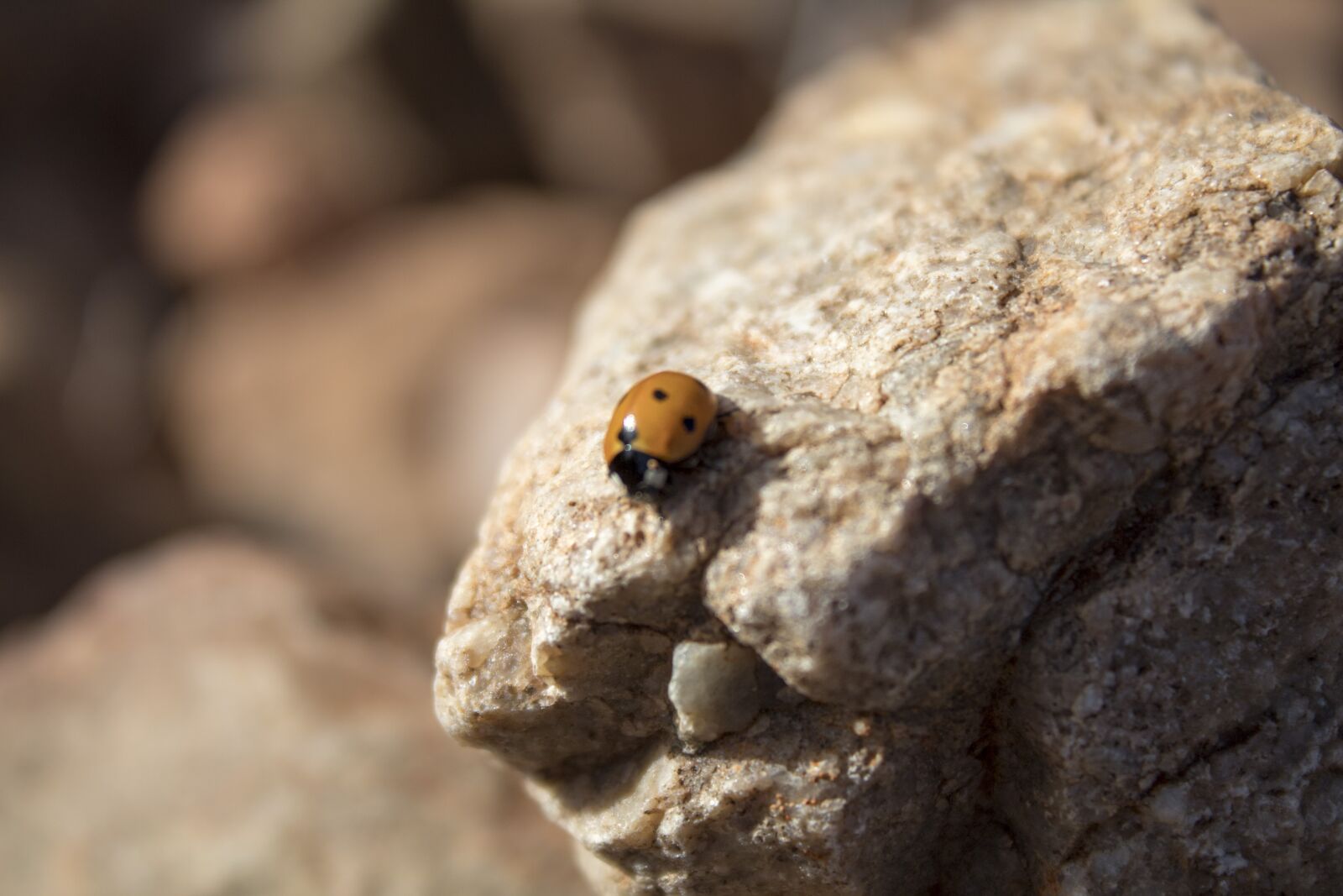 Canon EOS 1300D (EOS Rebel T6 / EOS Kiss X80) sample photo. Ladybug, field, spring photography