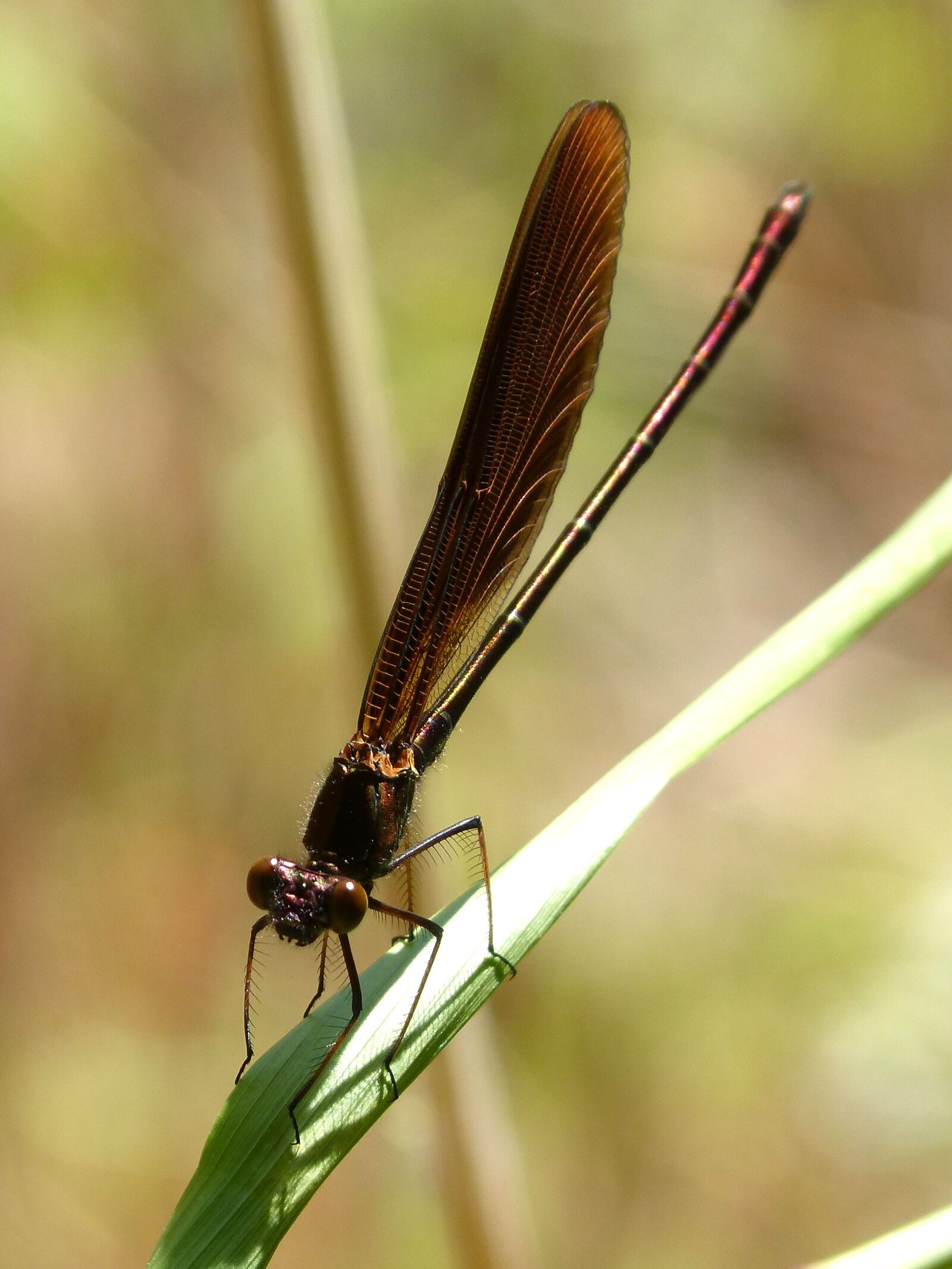 Panasonic DMC-FZ62 sample photo. Dragonfly, black dragonfly, winged photography