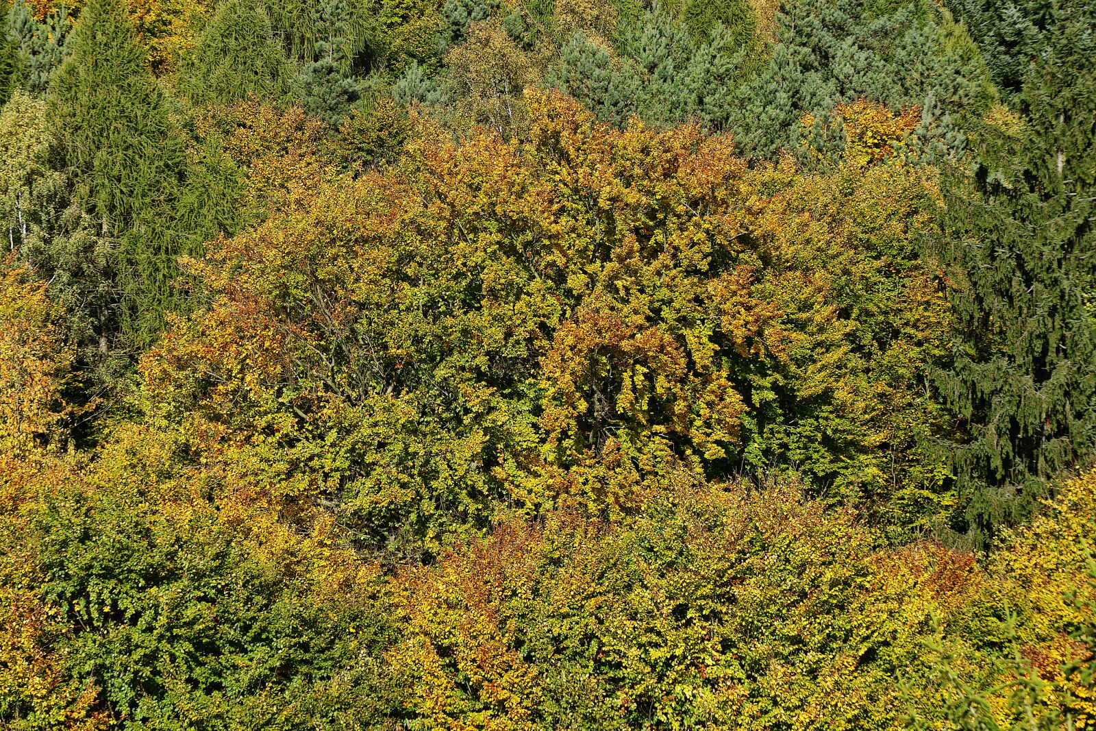Panasonic Lumix DMC-FZ1000 sample photo. Fall foliage, emerge, indian photography