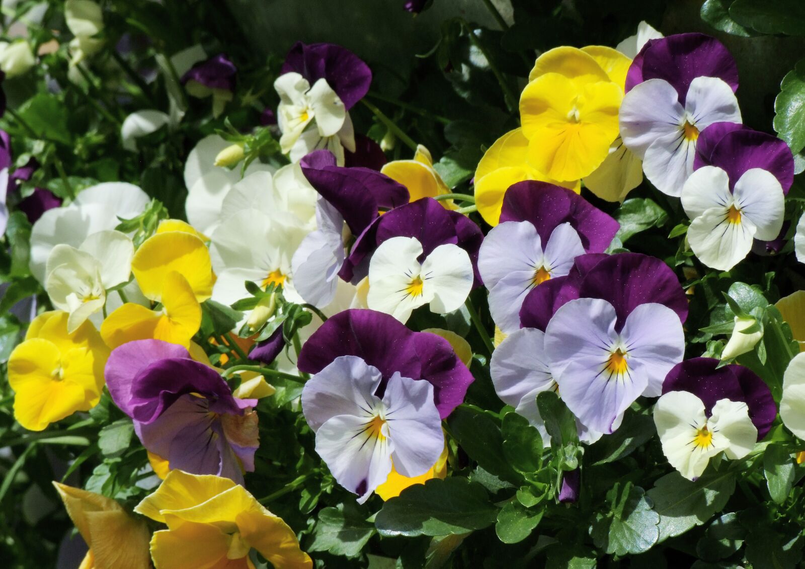 Fujifilm FinePix S100fs sample photo. Pansy, violaceae, flower photography