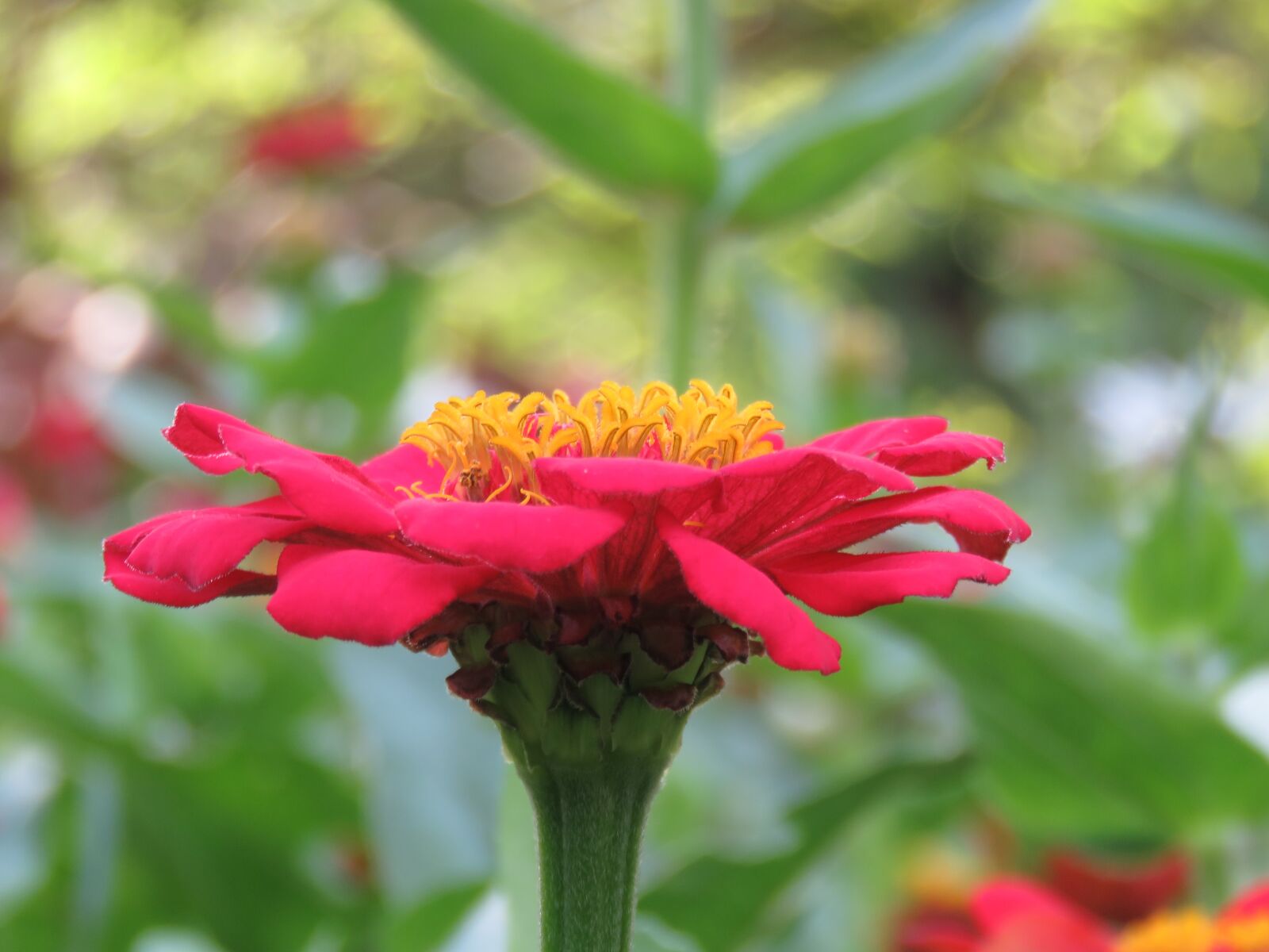Canon PowerShot SX60 HS sample photo. Daisy, flower, nature photography