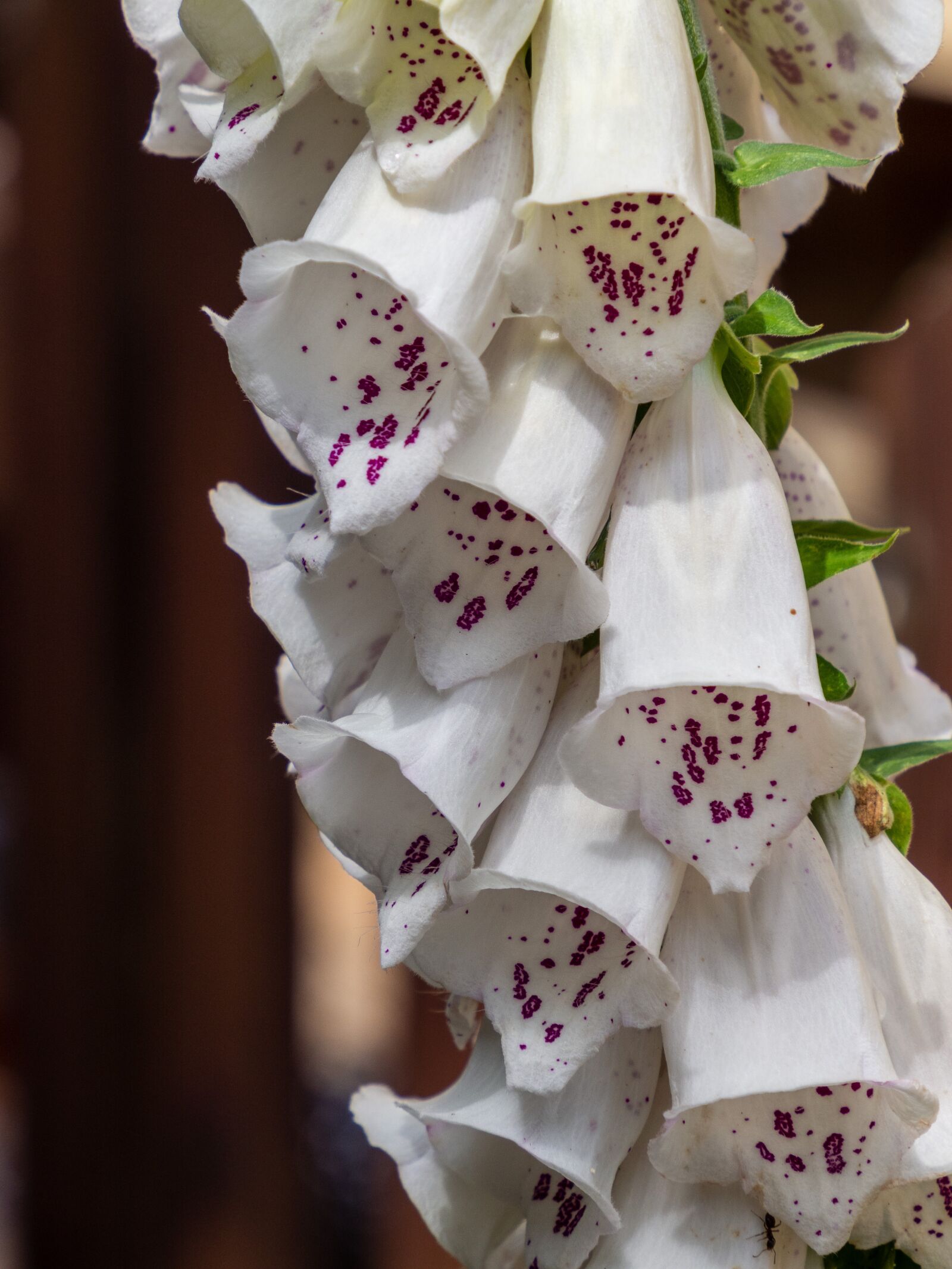 Olympus M.Zuiko Digital ED 12-200mm F3.5-6.3 sample photo. Foxglove, flower, cluster photography