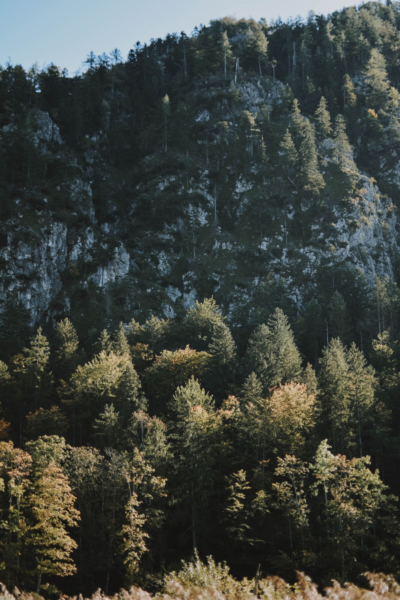 Nikon D5200 sample photo. Nature, landscape, forest photography