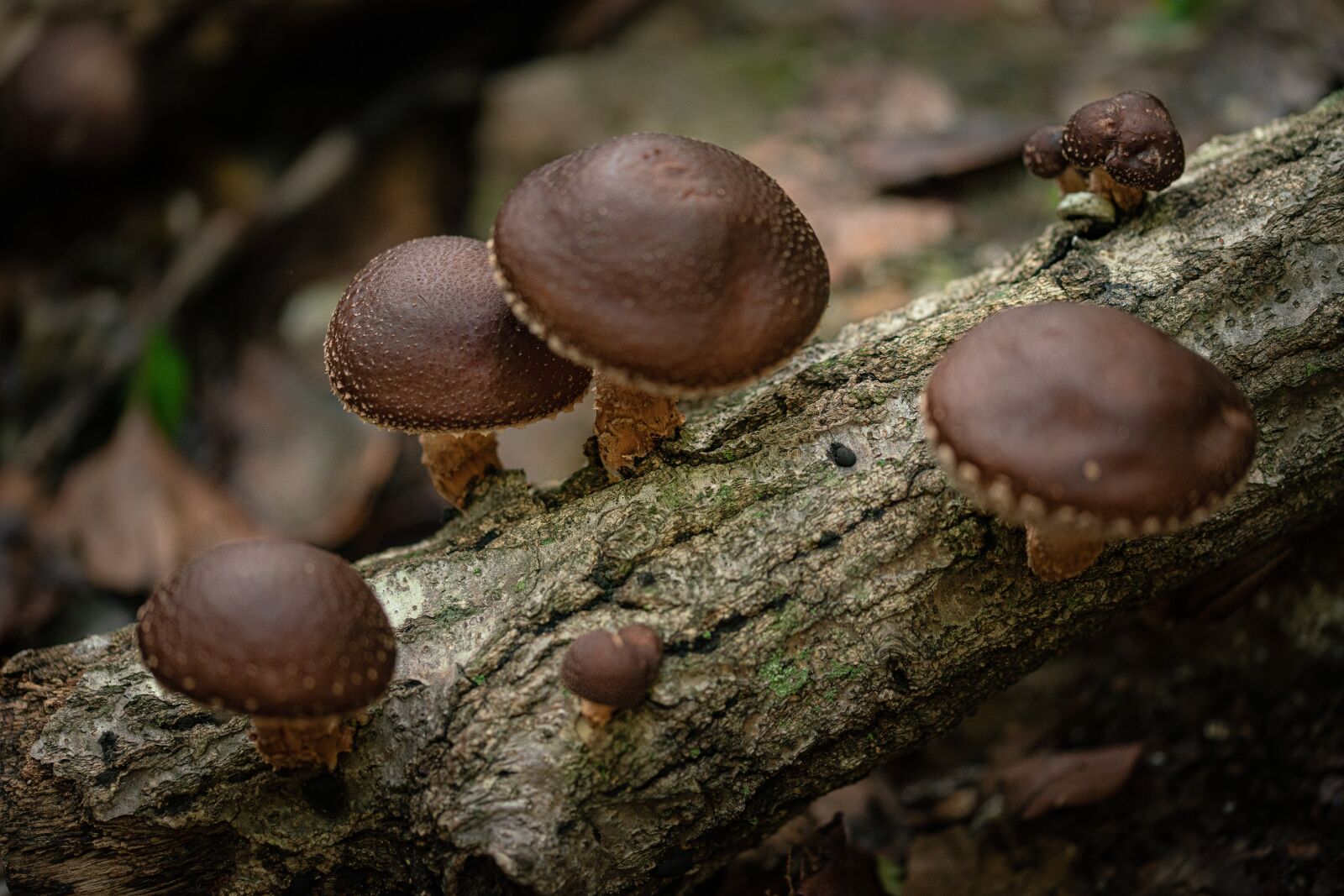 Sony a99 II sample photo. Wild shiitake mushroom, mountain photography