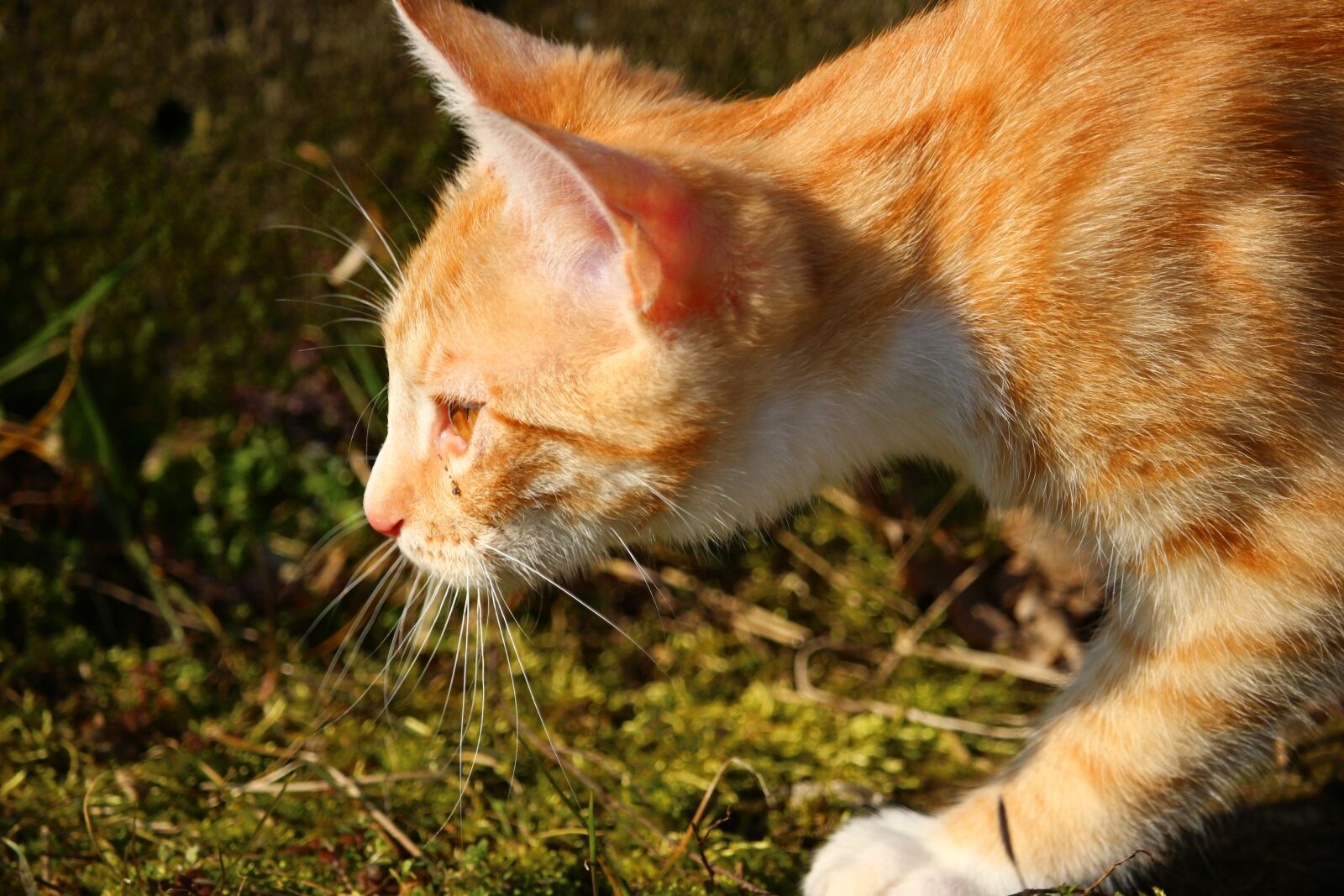 Canon EOS 100D (EOS Rebel SL1 / EOS Kiss X7) sample photo. Cat, kitten, red mackerel photography