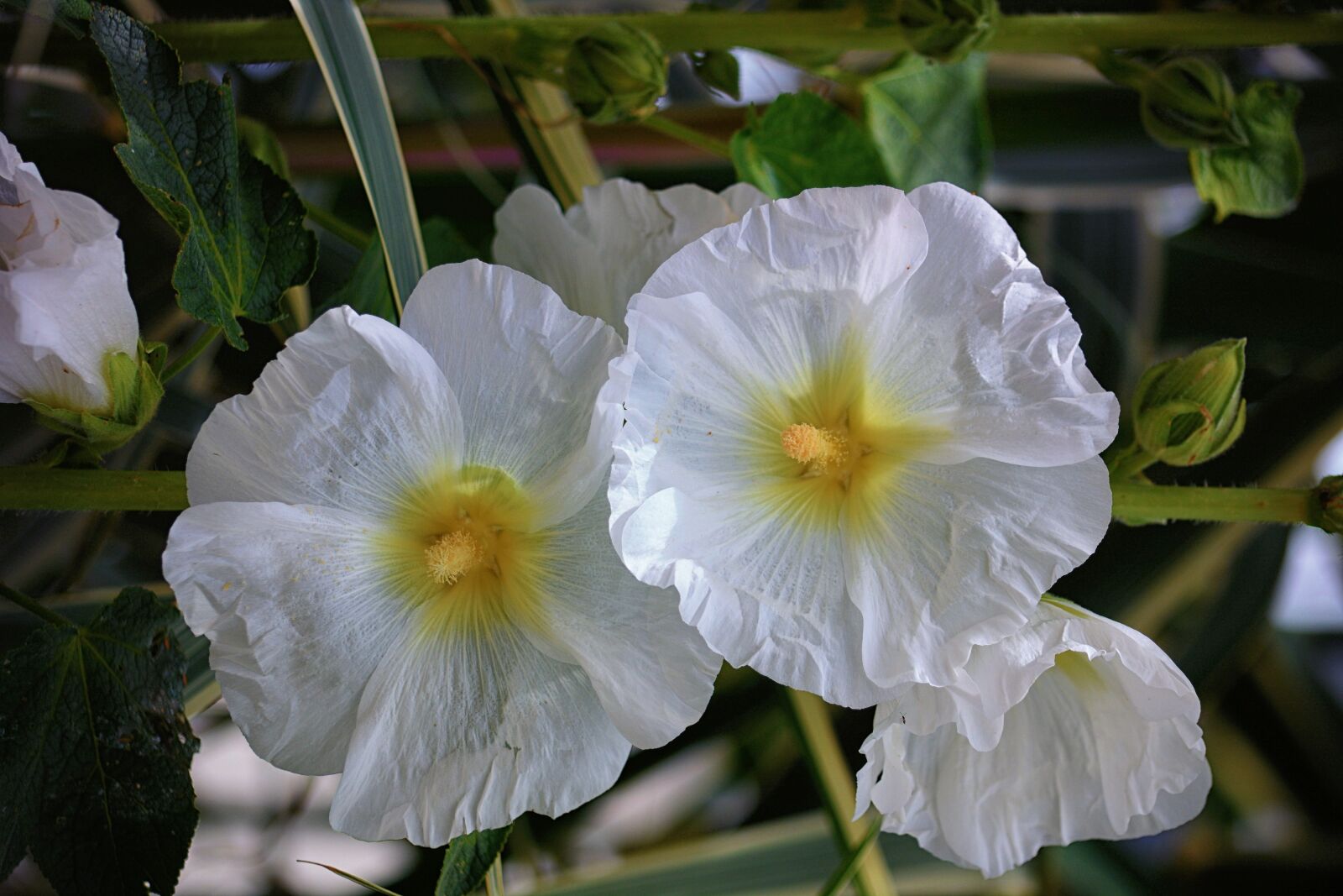Nikon D5200 sample photo. Flowers, hollyhocks, flora photography