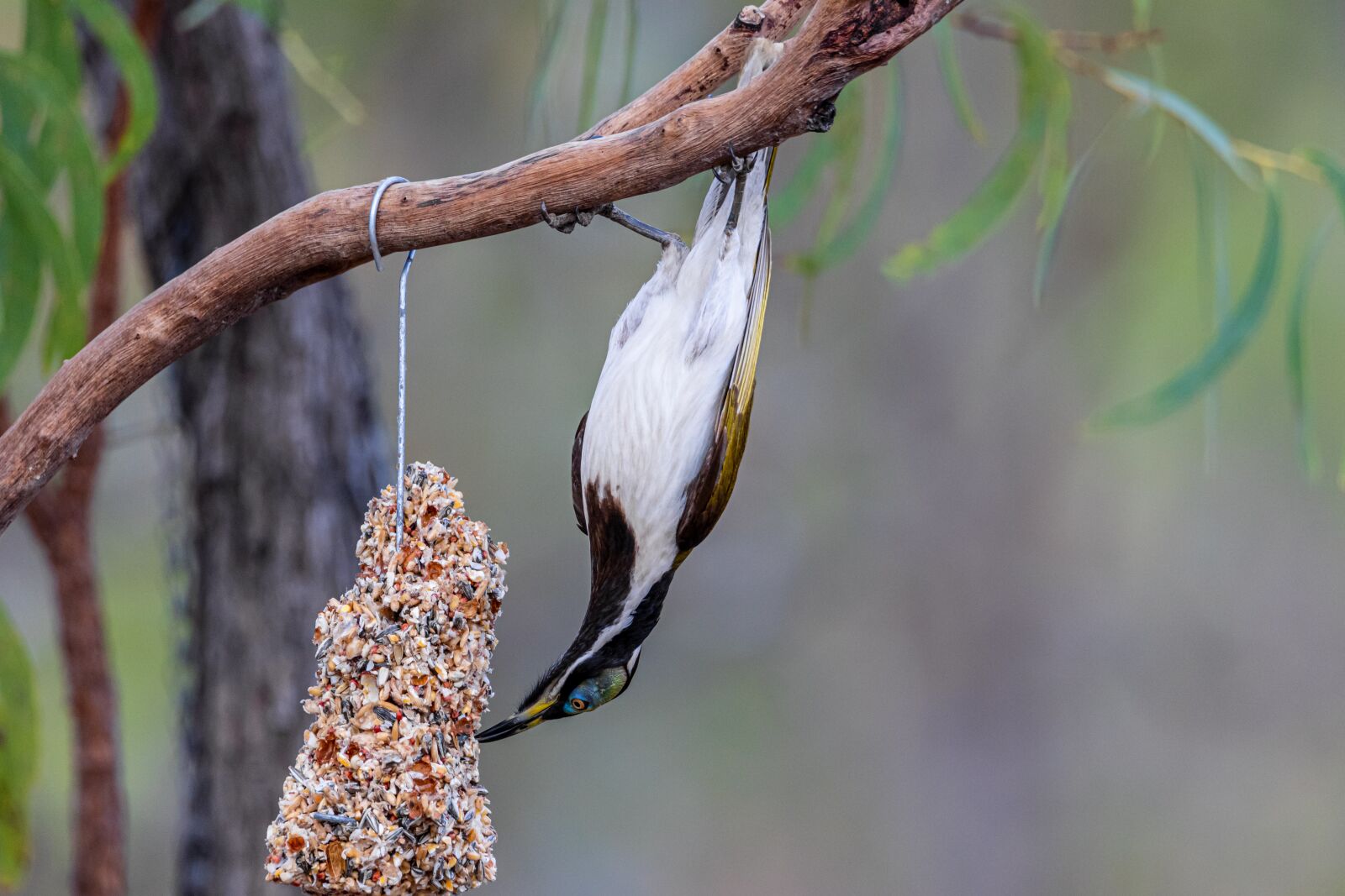 Canon EOS 80D sample photo. Wildlife, bird, hanging bird photography