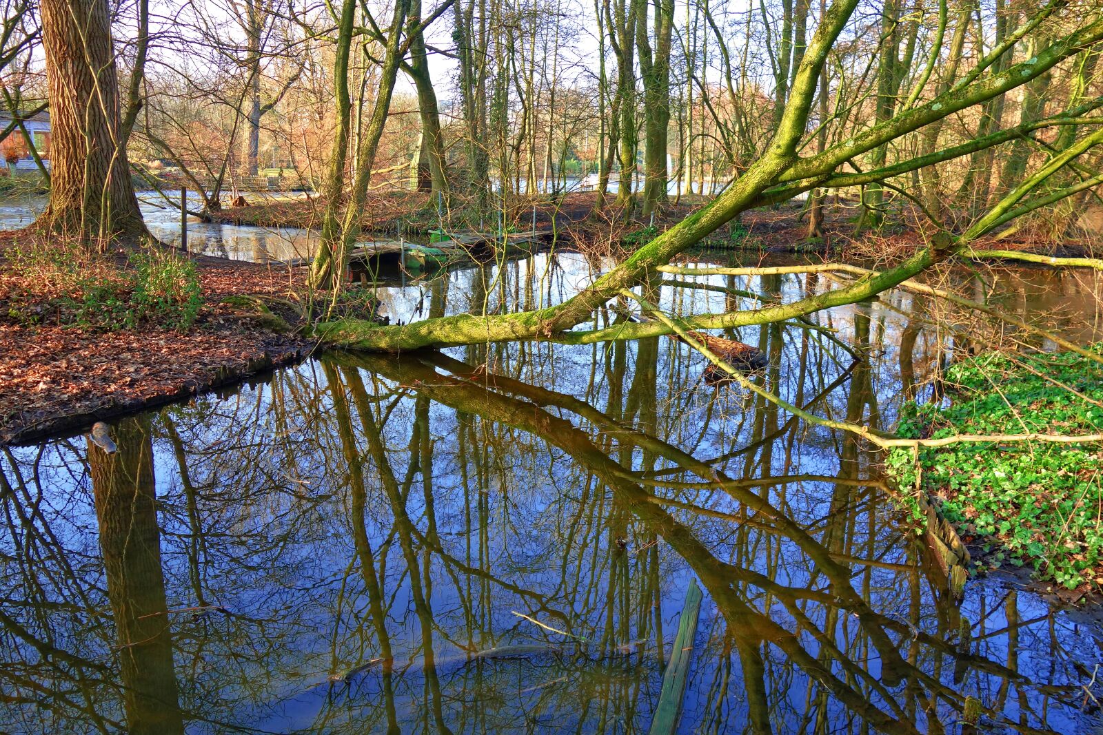 Sony Cyber-shot DSC-RX100 sample photo. Tree, water, creek photography