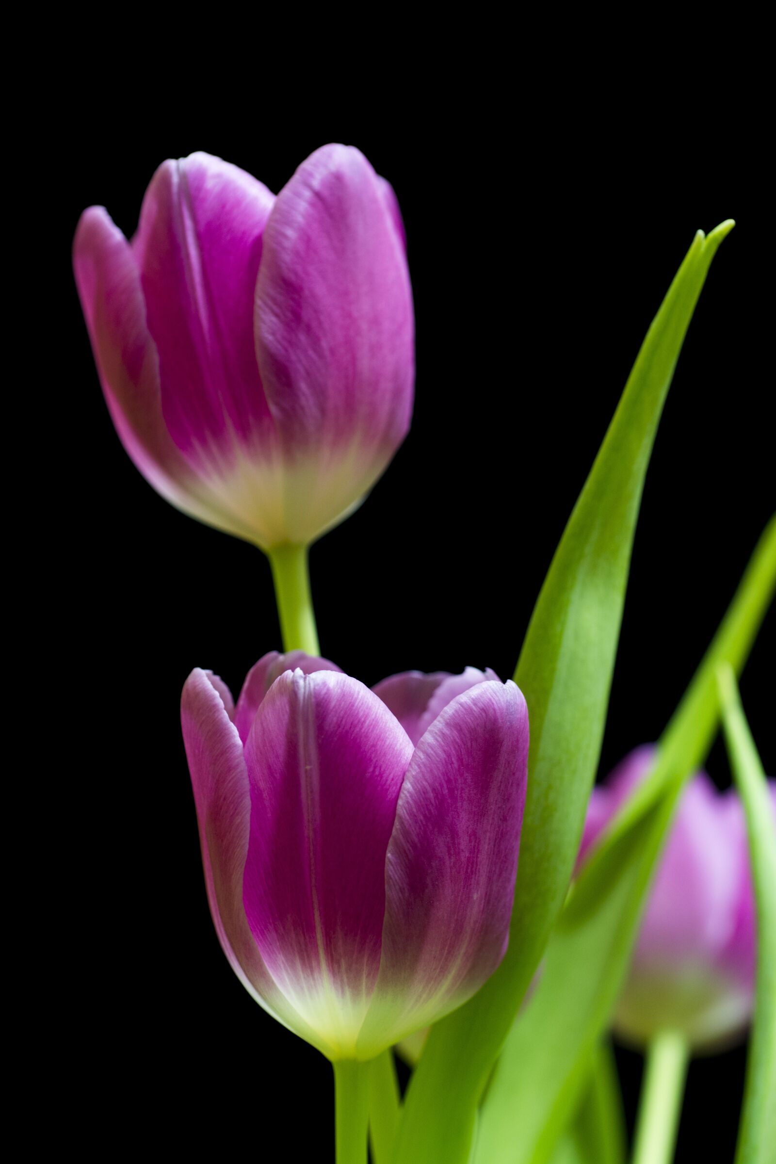 Nikon D7100 sample photo. Tulip, flower, tulips photography