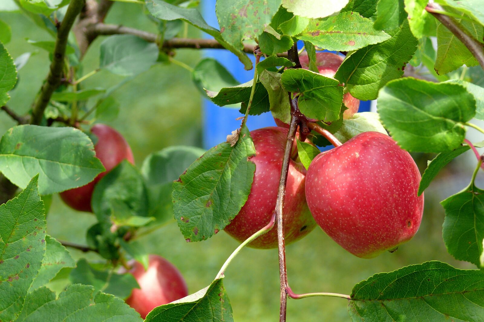Panasonic DMC-FZ50 sample photo. Apple tree, red apple photography
