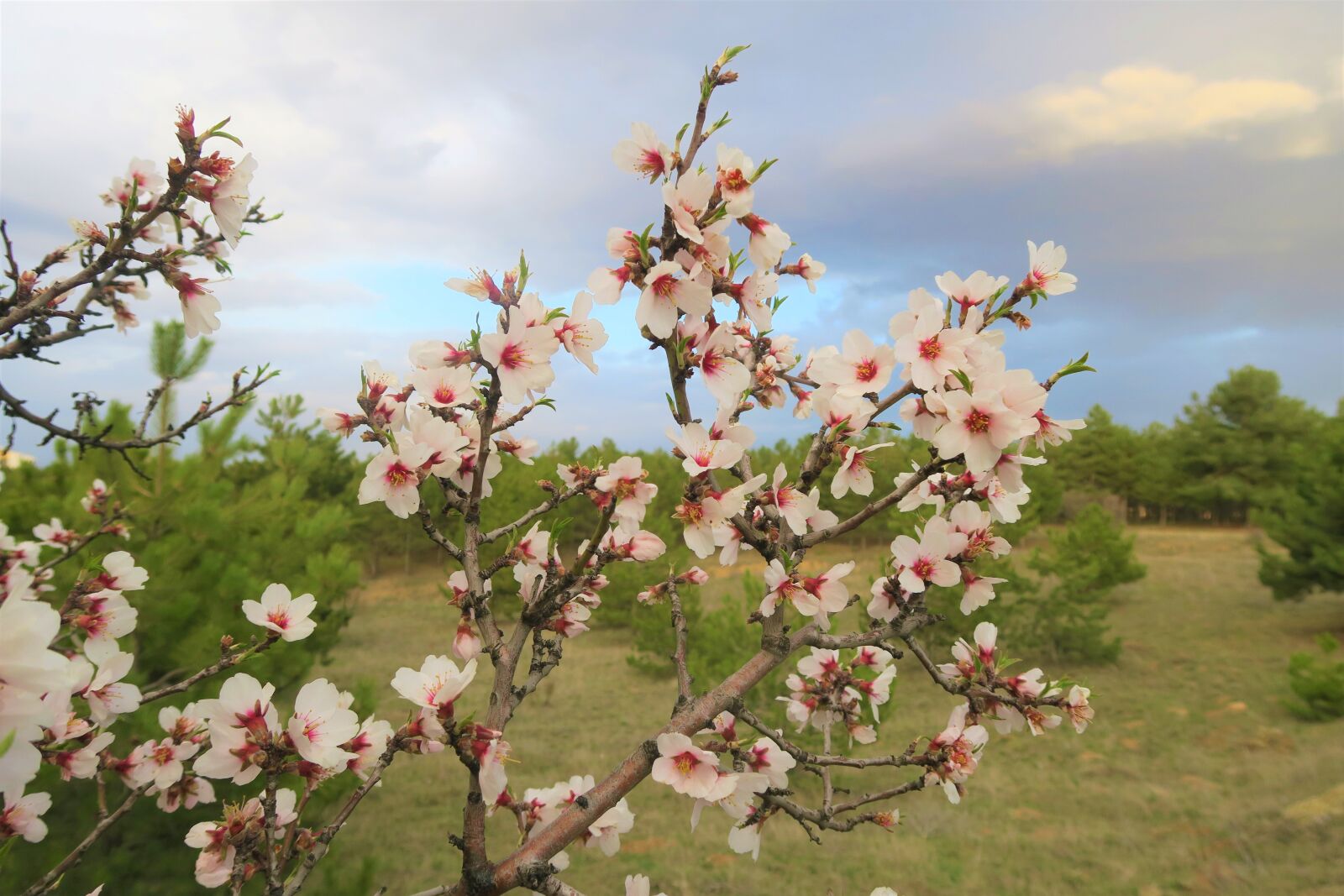 Canon PowerShot G7 X sample photo. Flower, tree, spring photography