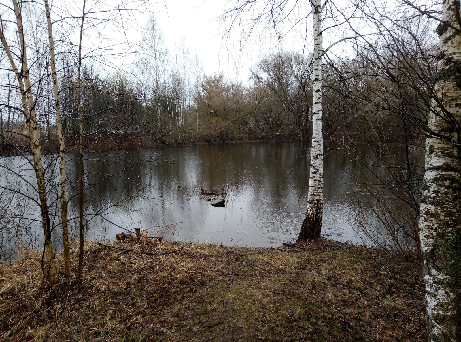 HUAWEI DUA-L22 sample photo. Forest, lake, swamp photography