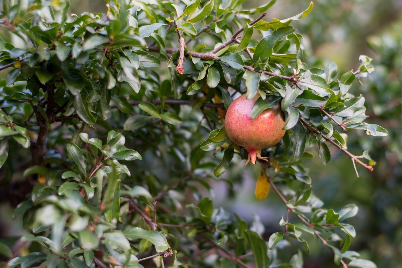 Nikon D5 sample photo. Fruit, garden, wood photography