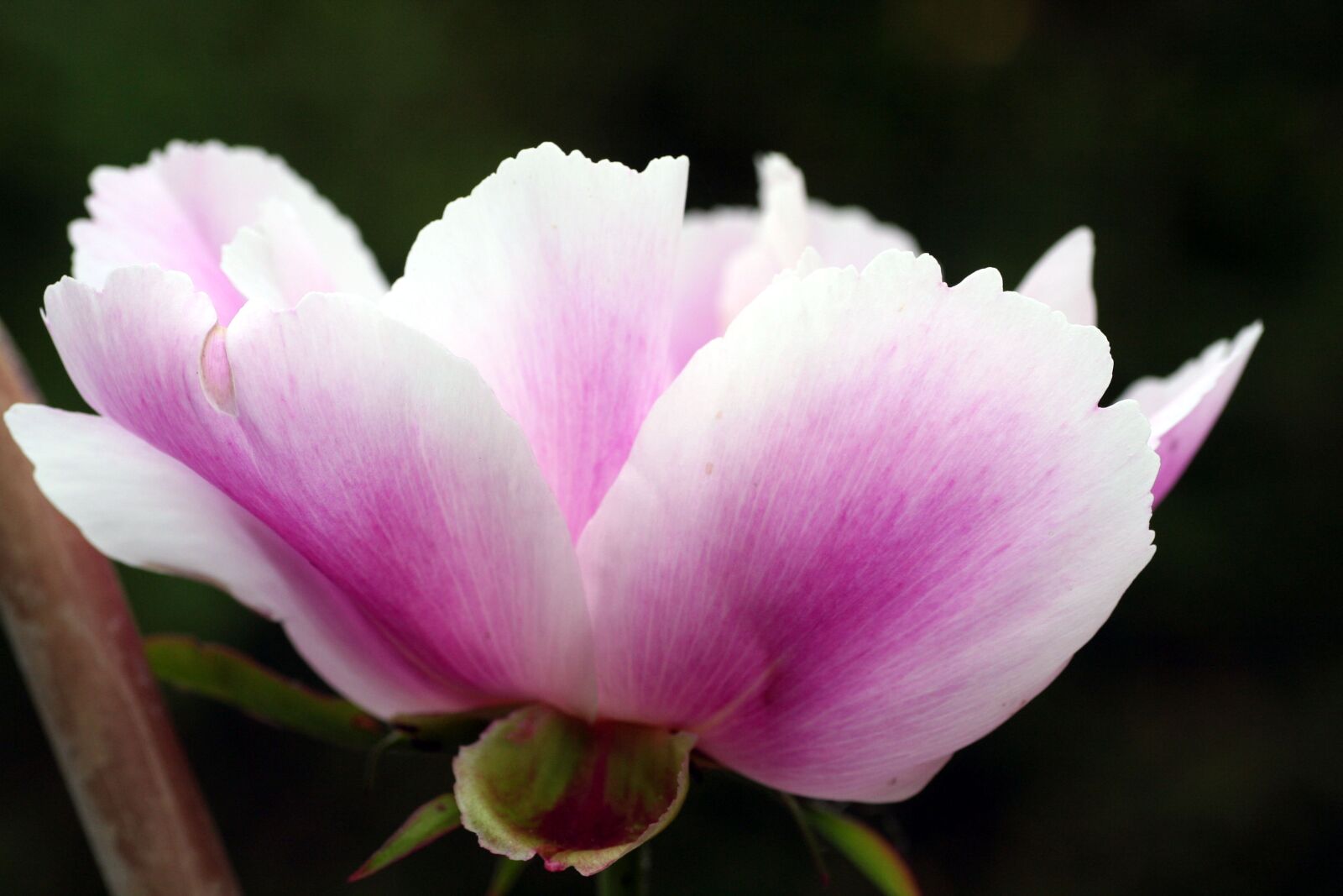 Canon EOS 350D (EOS Digital Rebel XT / EOS Kiss Digital N) sample photo. Flower, peony, pink photography