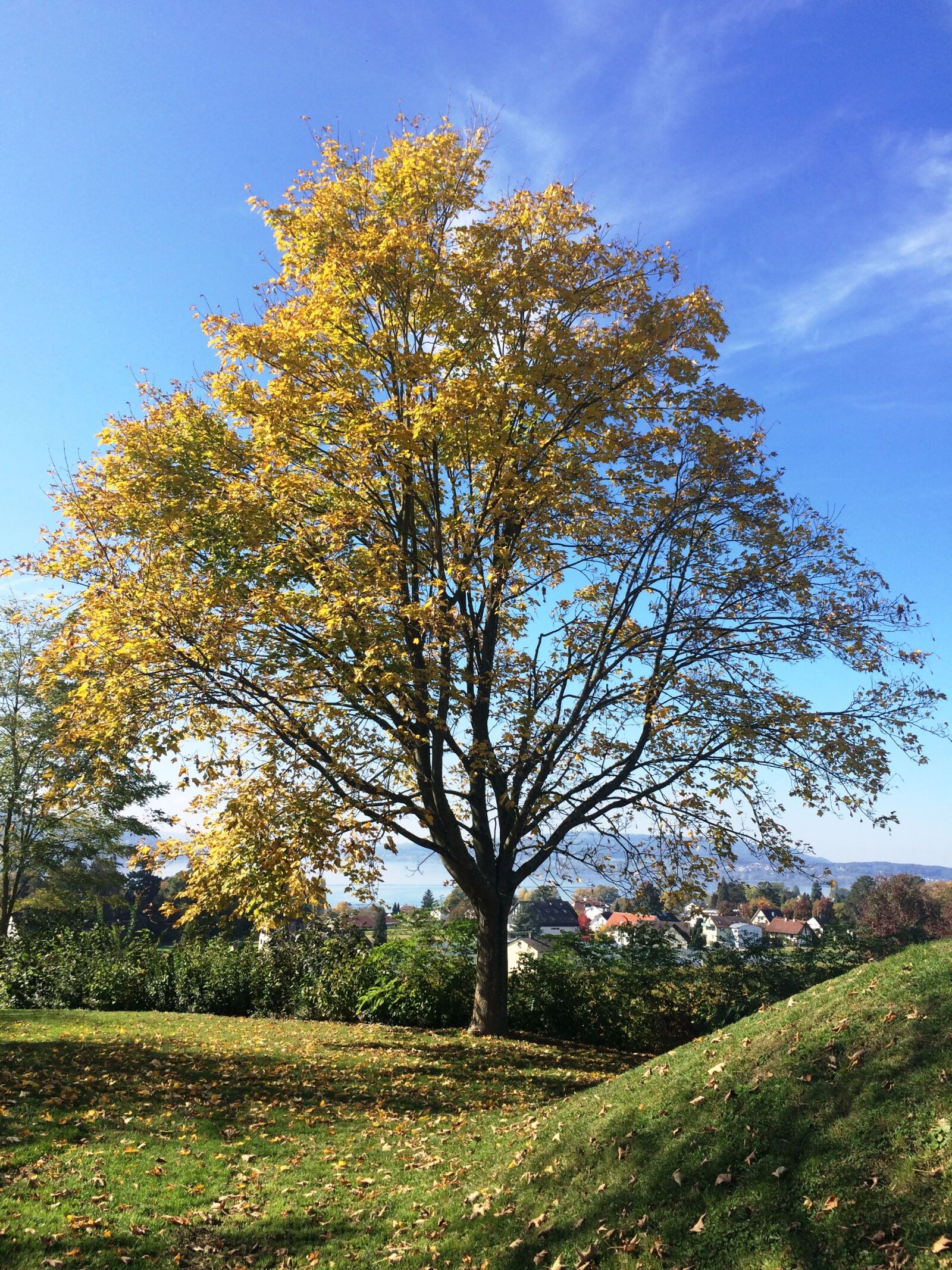 iPhone 5s back camera 4.15mm f/2.2 sample photo. Reichenau island, autumn, tree photography