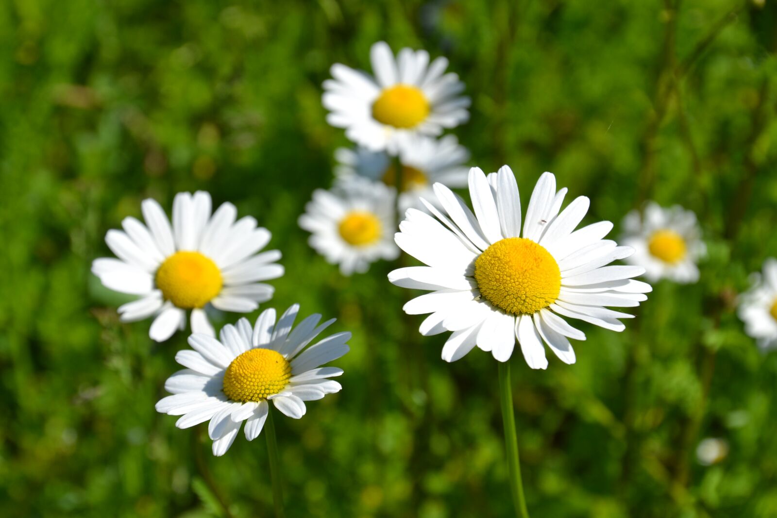Nikon D3100 sample photo. Daisies, white, bloom photography