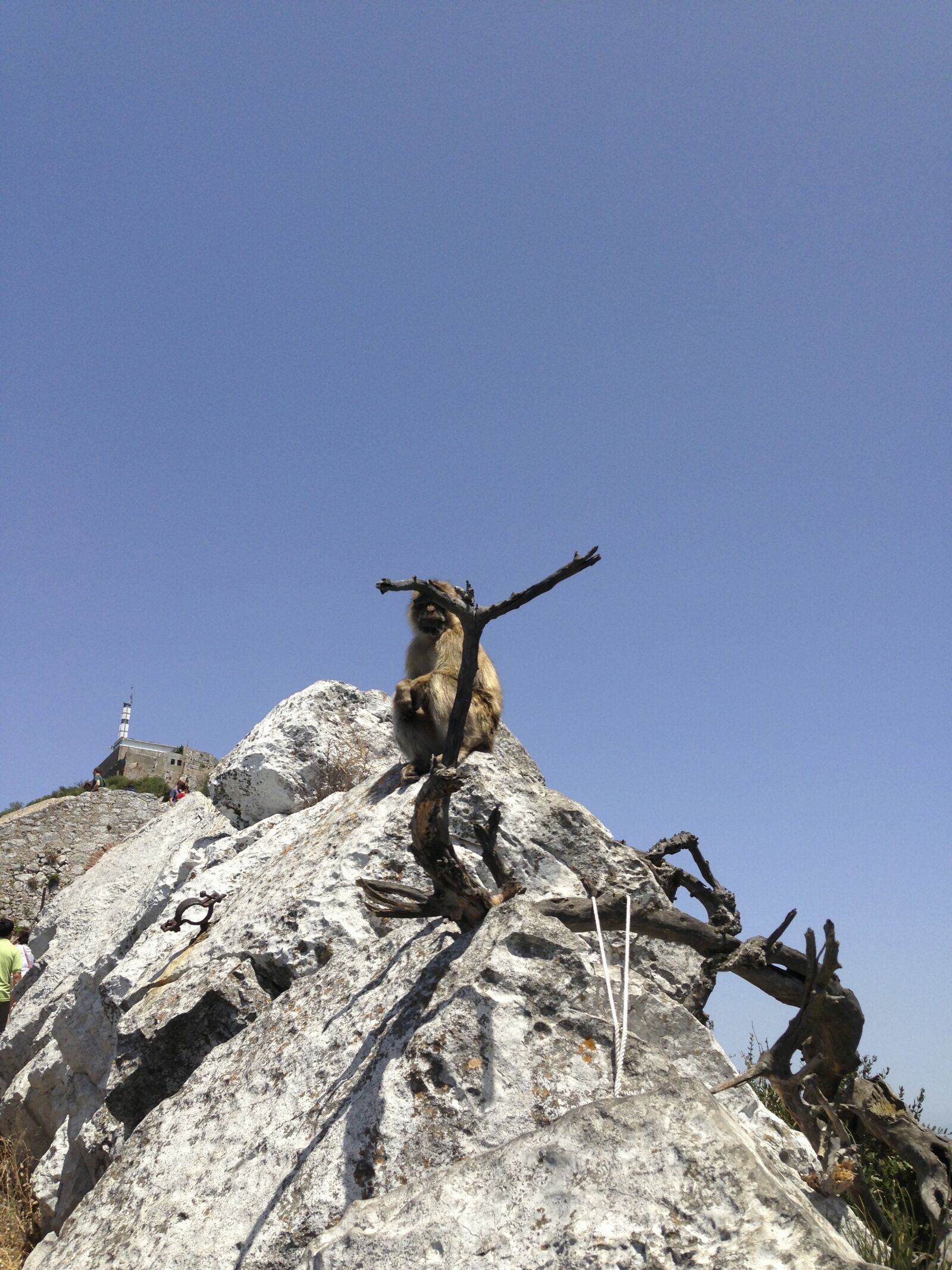 Apple iPhone 5 sample photo. Gibraltar, monkey, cliff photography
