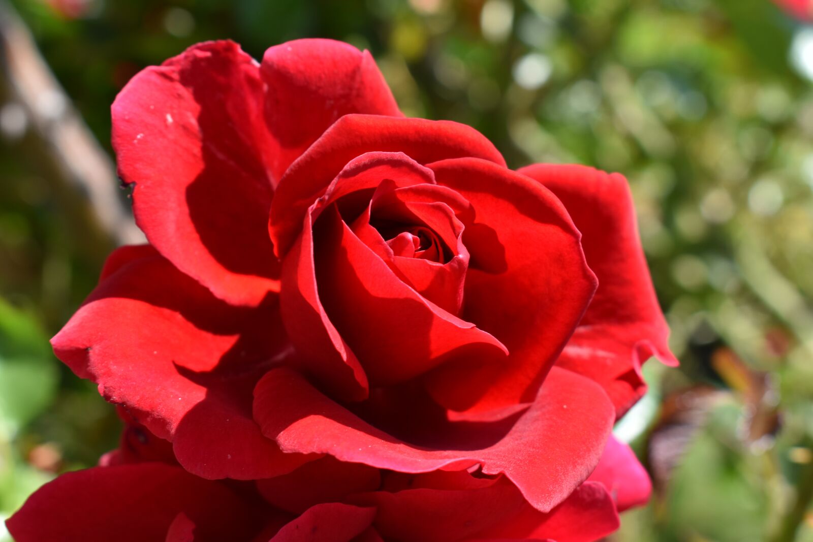 Nikon D5600 sample photo. Red, flower, rose photography