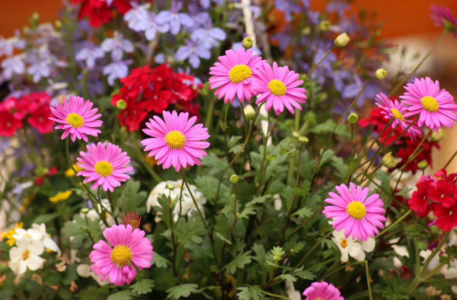 Canon EOS 1200D (EOS Rebel T5 / EOS Kiss X70 / EOS Hi) sample photo. Flowers, spring, colorful photography