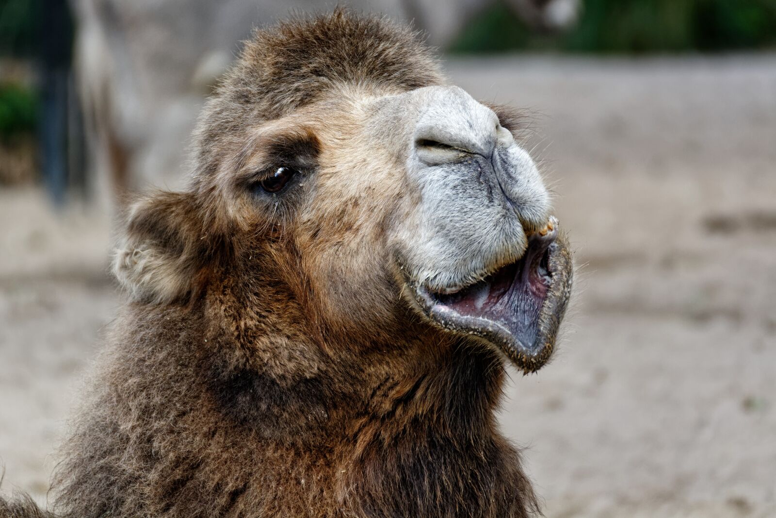 Nikon D7100 sample photo. World animal day, camel photography