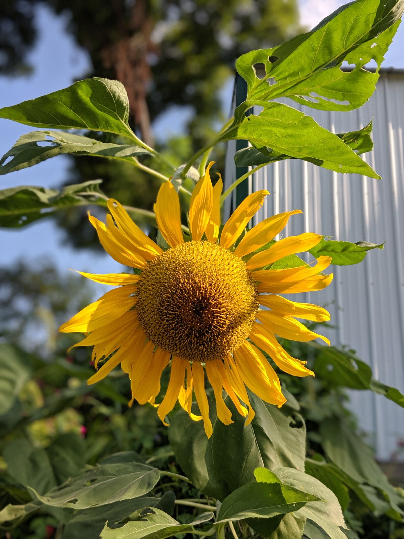 Google Pixel 2 sample photo. Flower, blossom, bloom photography