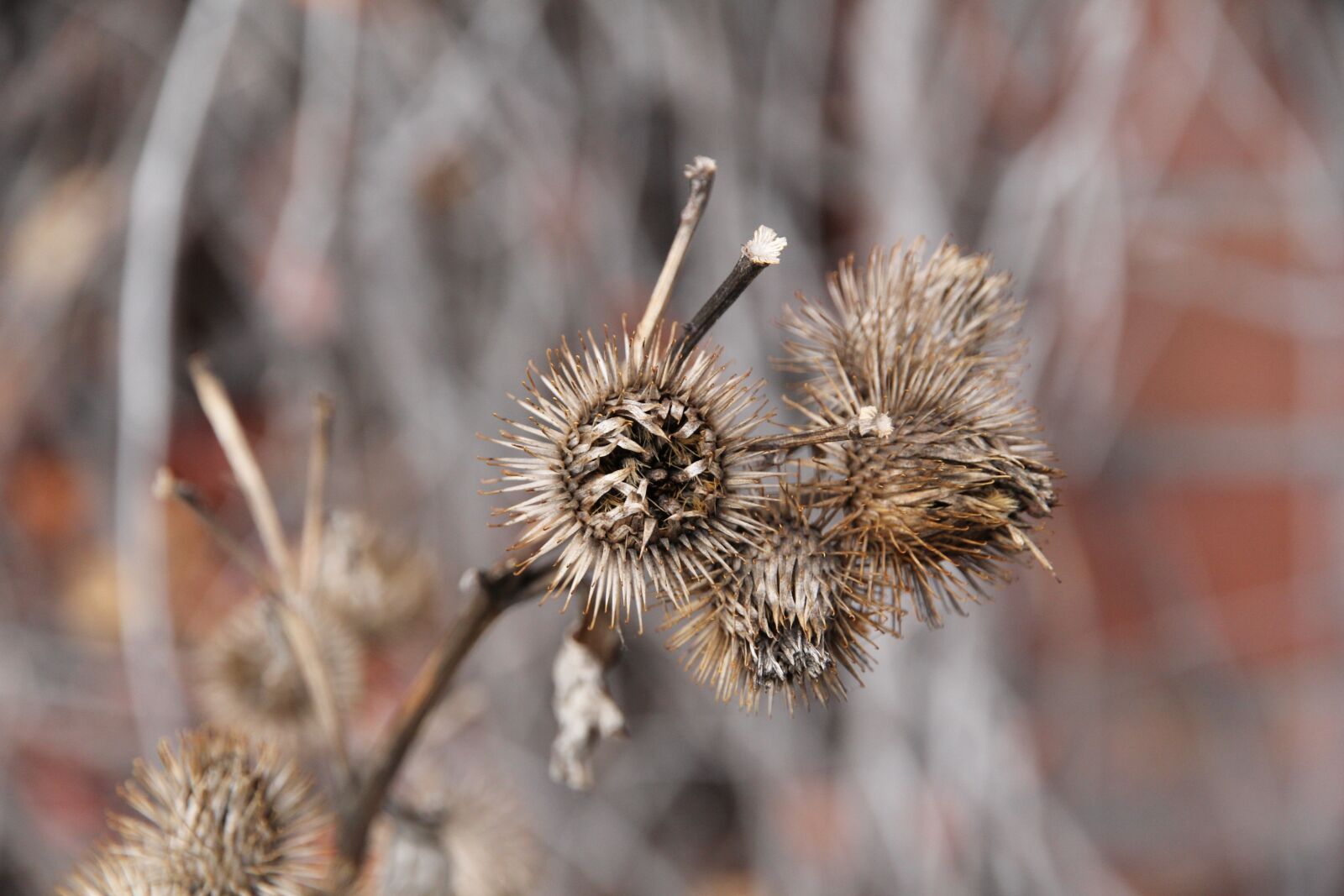 Canon EOS 60D sample photo. Nature, outdoors, flora photography