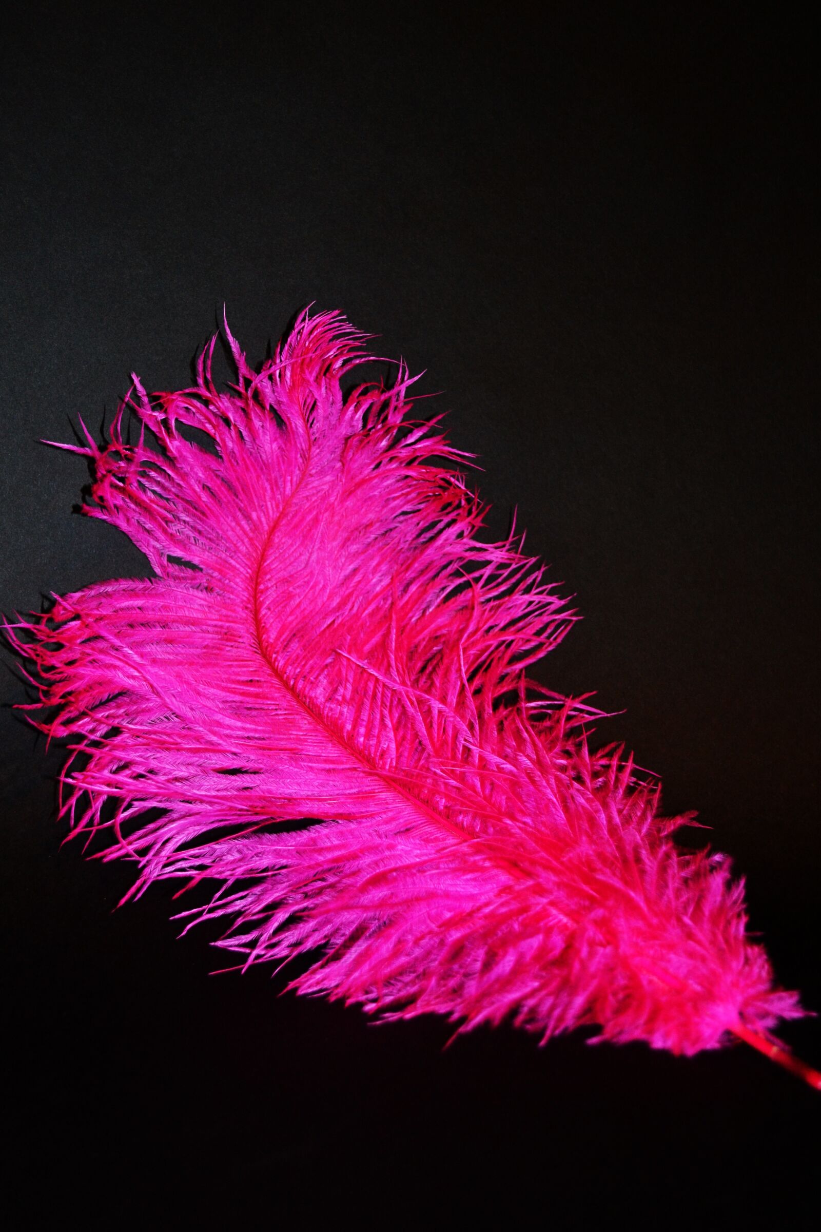 Nikon D3100 sample photo. Feather, tickle, tickling photography