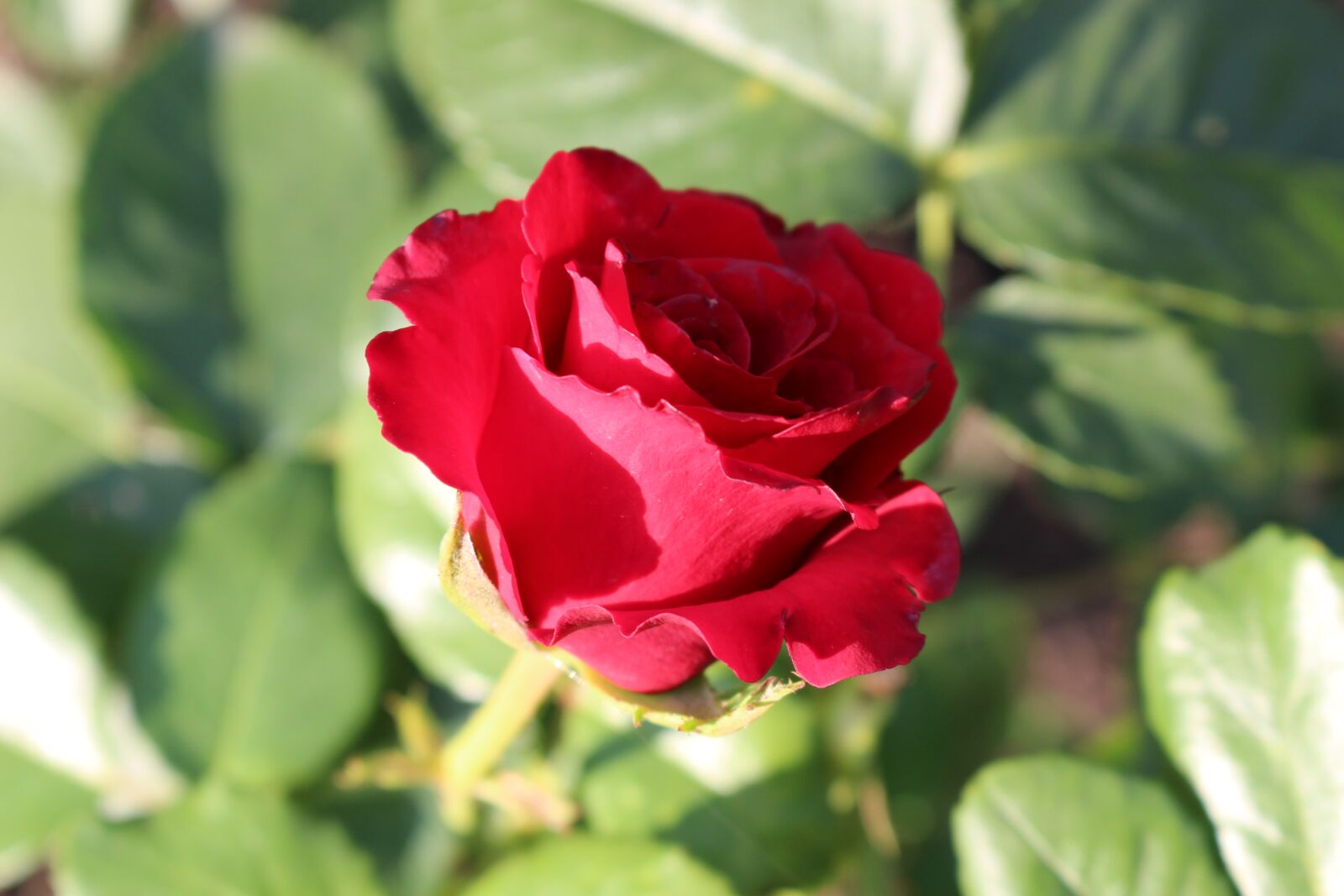 Canon EOS 100D (EOS Rebel SL1 / EOS Kiss X7) sample photo. Rose, red rose, red photography