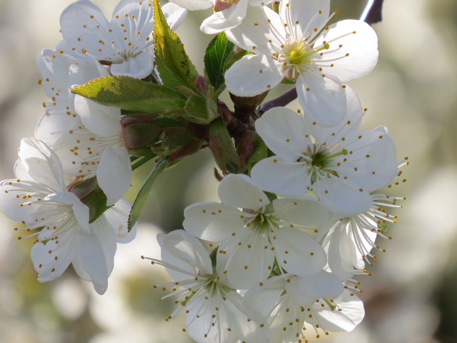 Canon PowerShot SX50 HS sample photo. Flowers, cherry tree, cherry photography